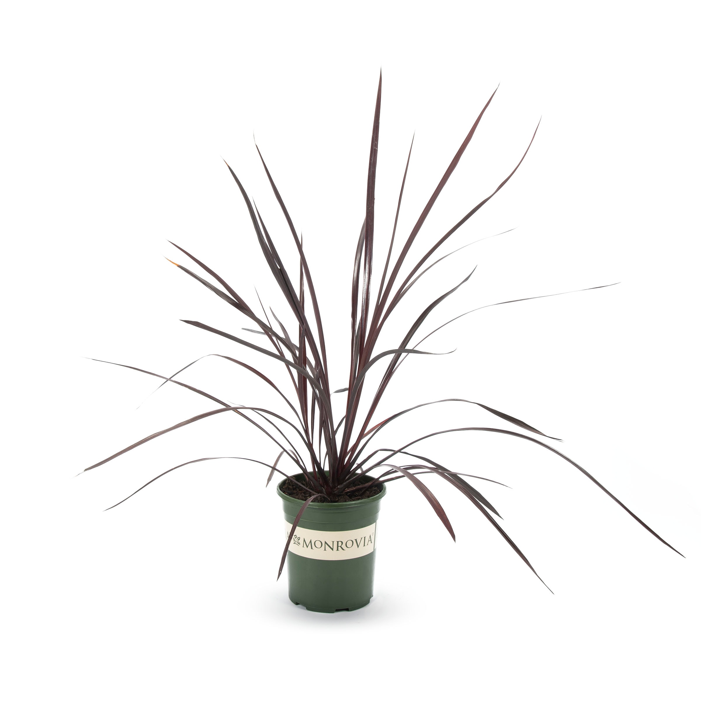 Cordyline Annuals at Lowes.com