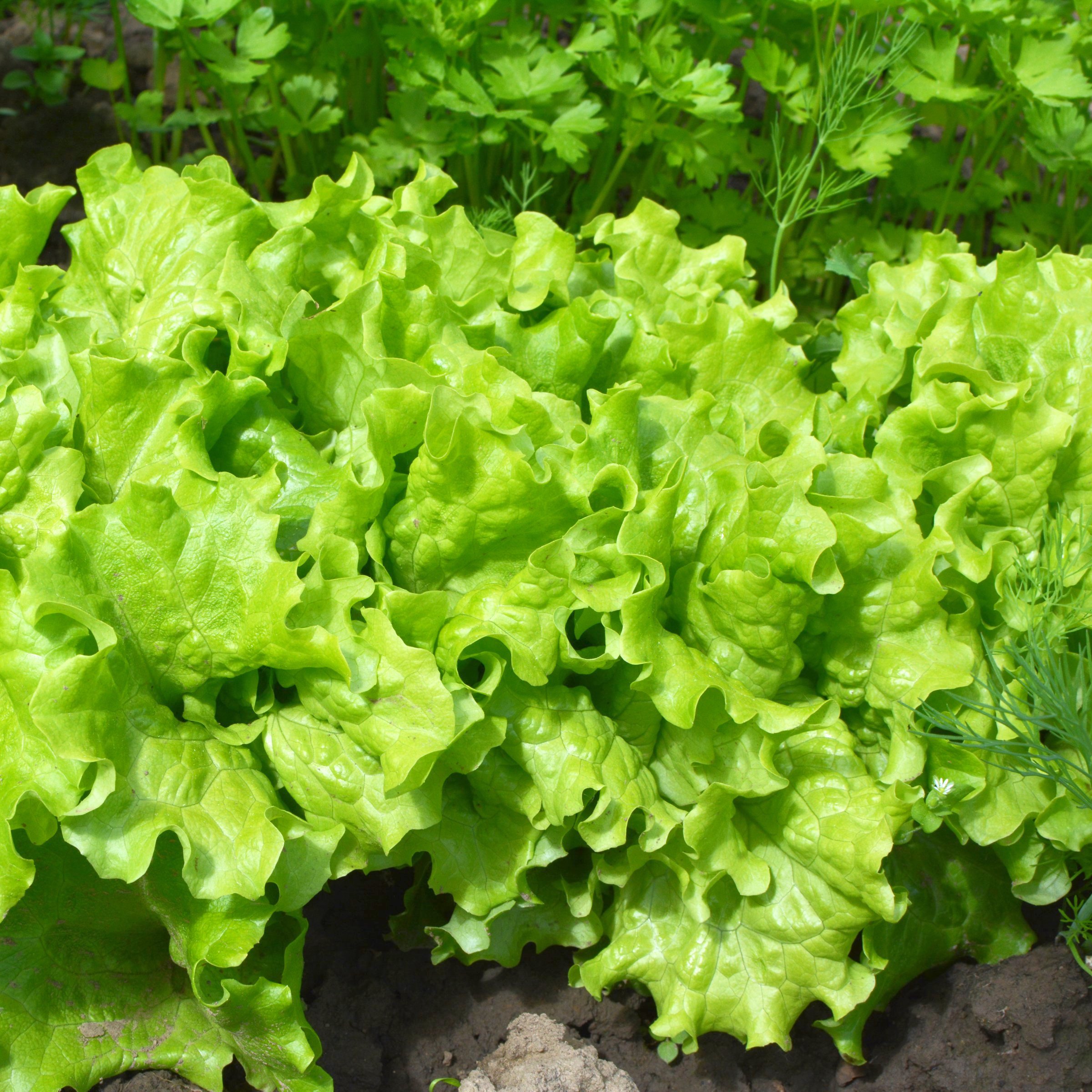 National Plant Network LW2255 Vegetable-Plants - View #3