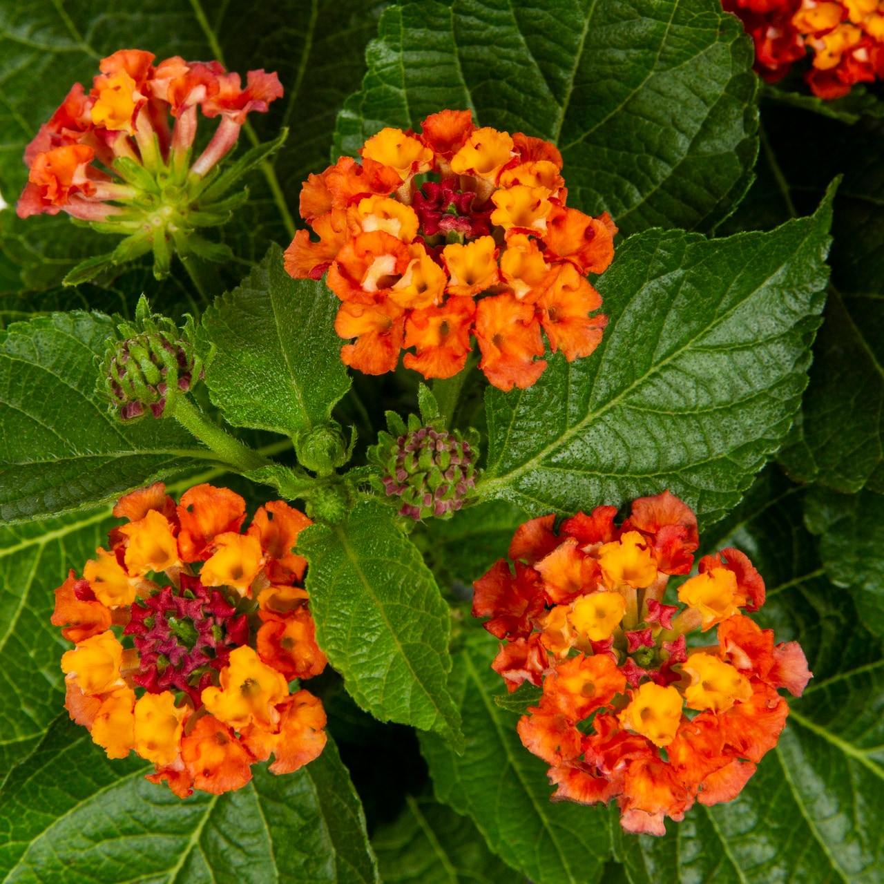 Monrovia 5076 annuals - View #2