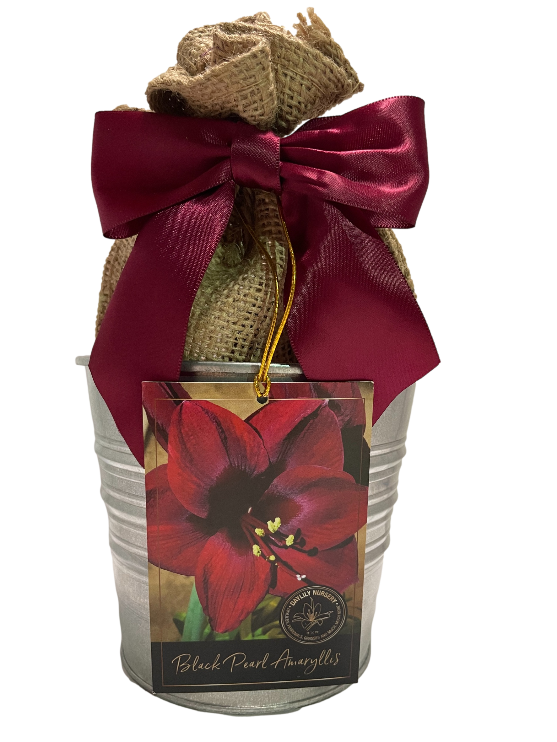 Daylily Nursery 22020 Purple Amaryllis Plant in 1 -Pack Plantable container 1 -Pack