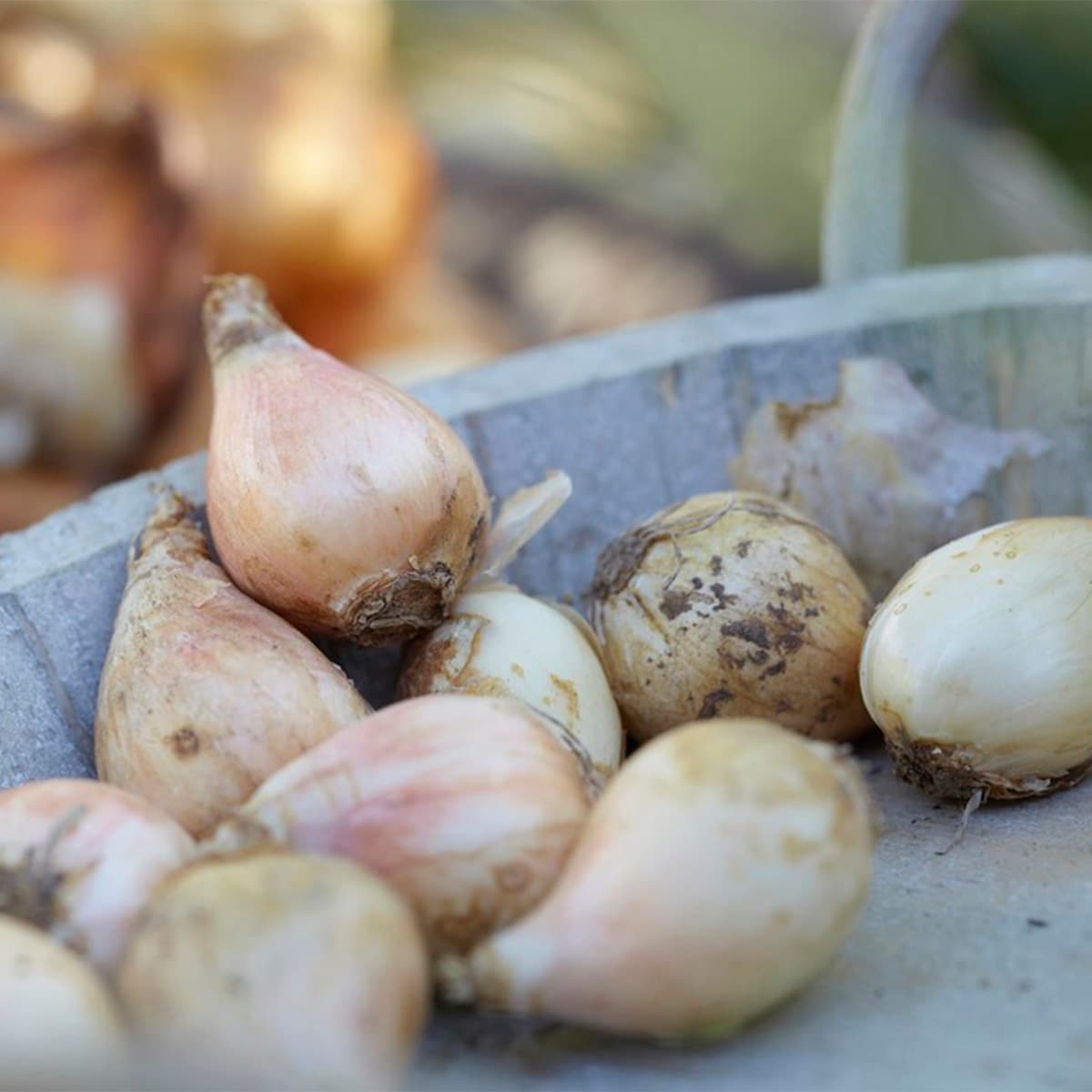 Van Zyverden 87144 Plant-Bulbs - View #4