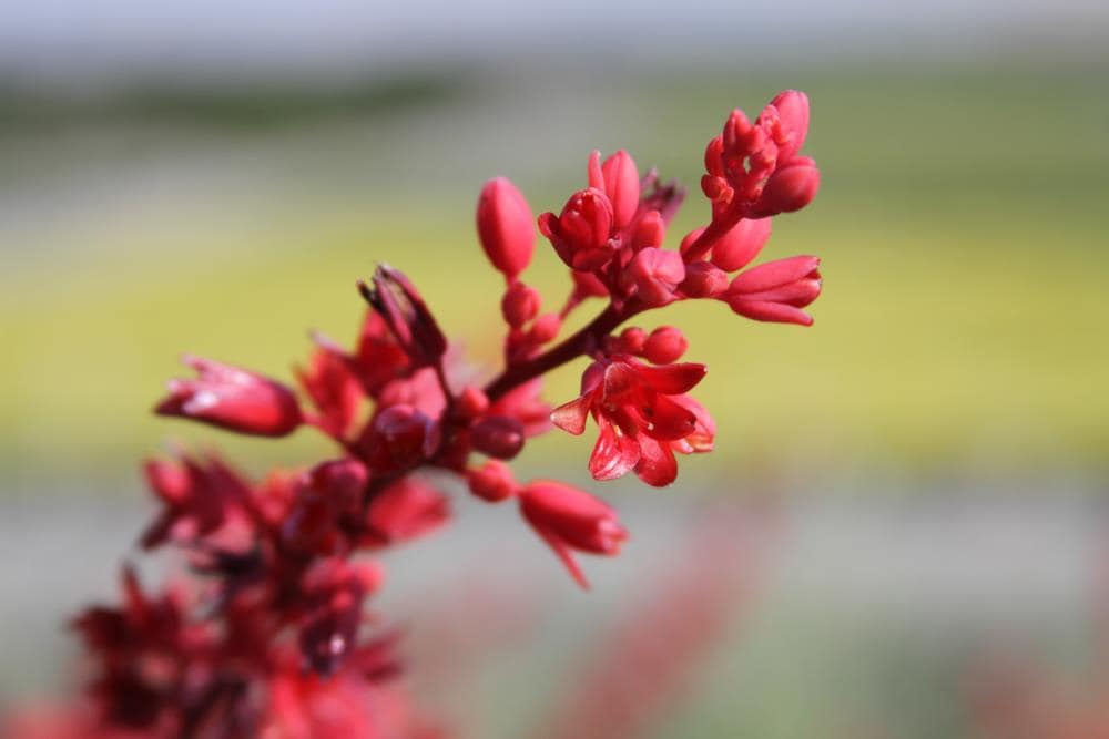 Lowe's NURSERY Red Yucca Feature Shrub in 1.5-Gallon Pot