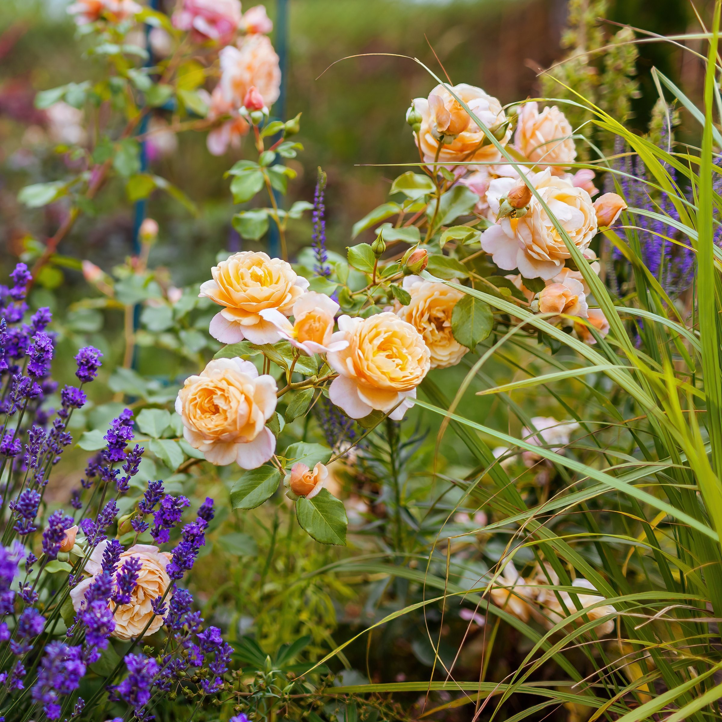 National Plant Network LW2166 roses - View #6