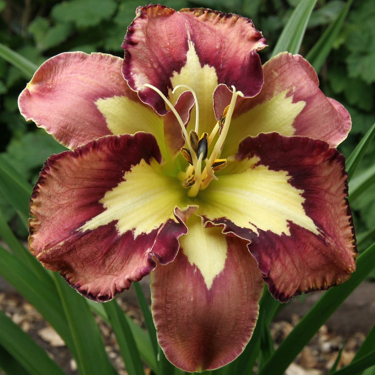 Spring Hill Nurseries Multicolor Spacecoast Daylily Dormant Bare Root ...