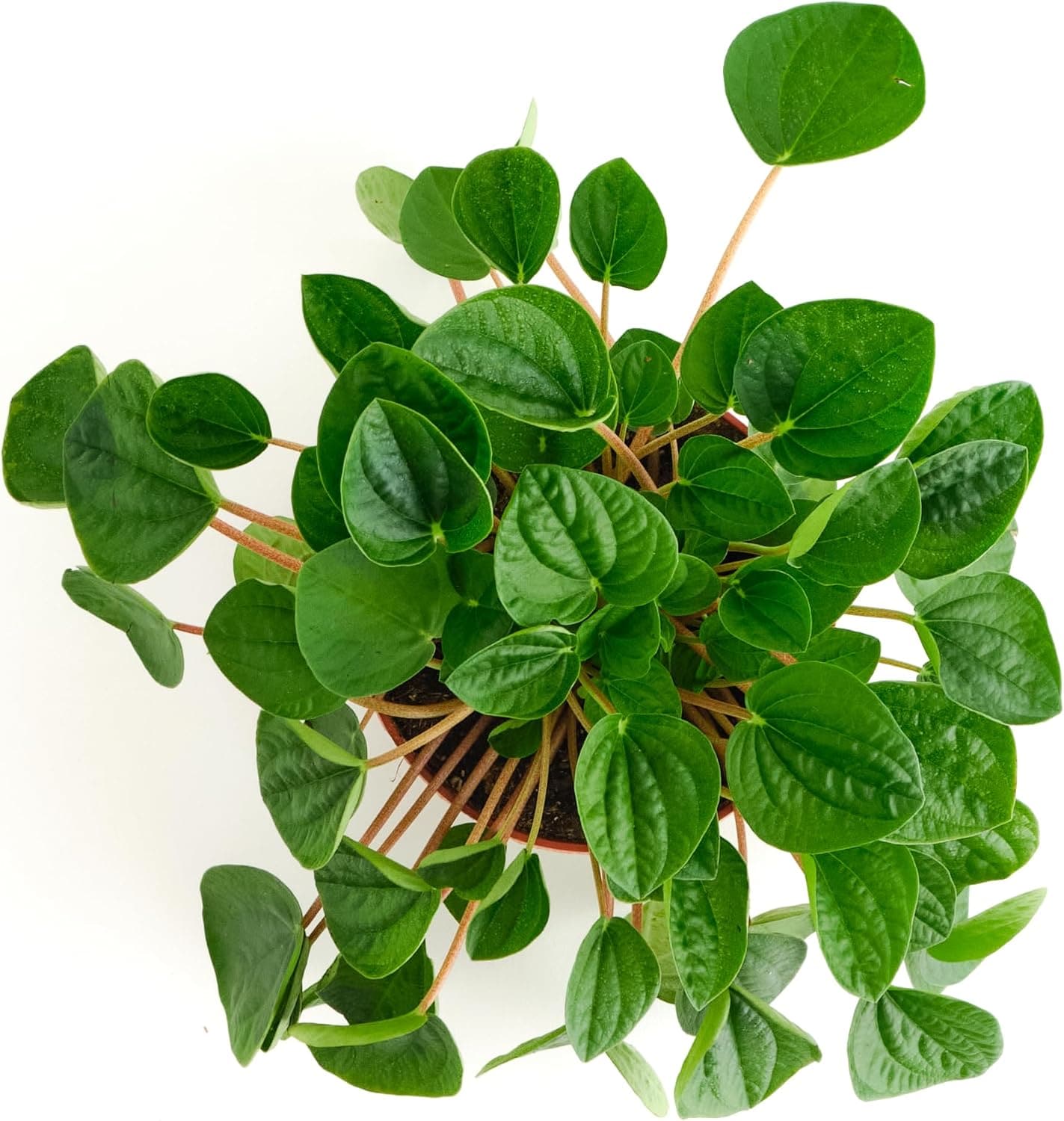 Shop Succulents 1-PEP-VERDE-6-1PA hseplants - View #3