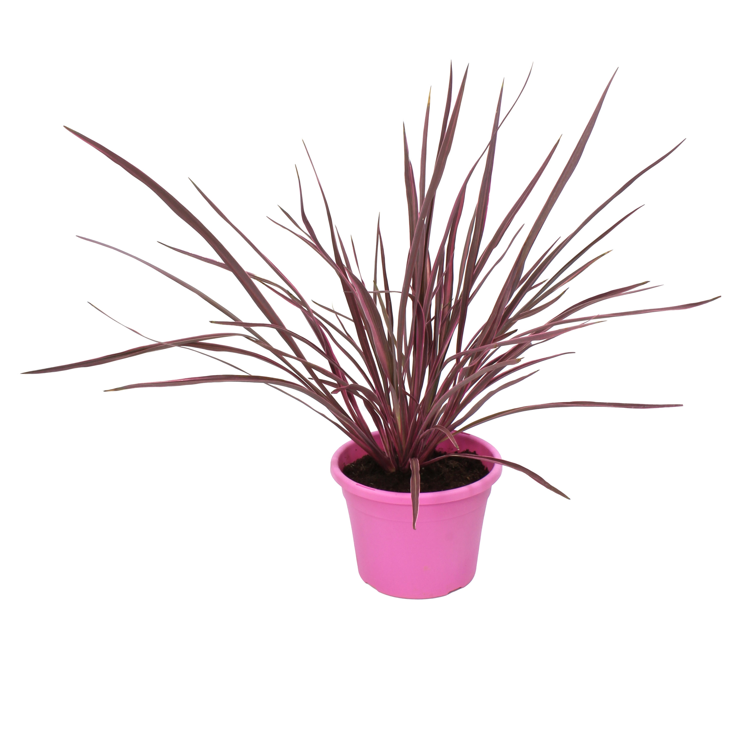 Lowe's NURSERY Electric Pink Cordyline Plant in 1-Gallon Pot