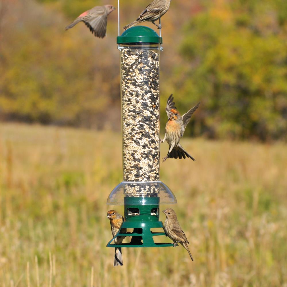 Perky-Pet Squirrel Slammer Metal Hanging Squirrel-resistant Tube Bird ...