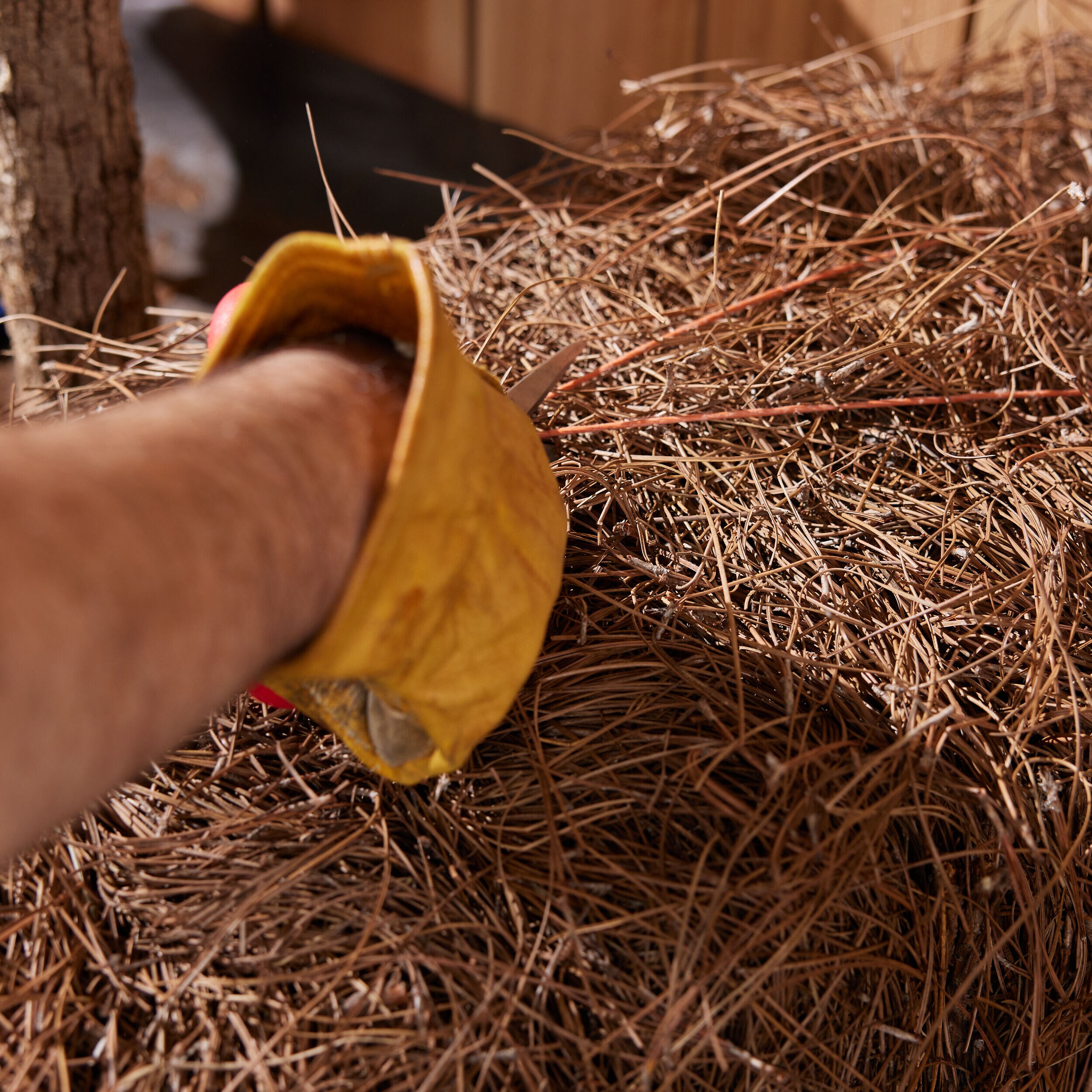 Short Leaf Pine Needles 40 sq. ft. (at 3-in to 4-in depth) in the Pine ...