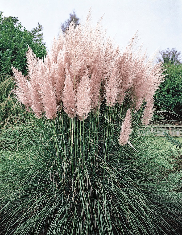 Gardens Alive! Pink Pampas Grass Live Perennial Plant - Fast Growing  Upright Ornamental Grass - Full Sun - 3-in Pot (1-Pack) in the Ornamental  Grasses department at