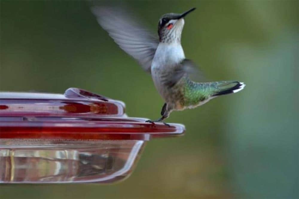 BIRDS CHOICE NP3008 Bird-Feeders - View #2