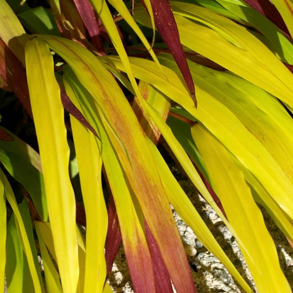 Breck's 89501 Ornamental-Grasses - View #2