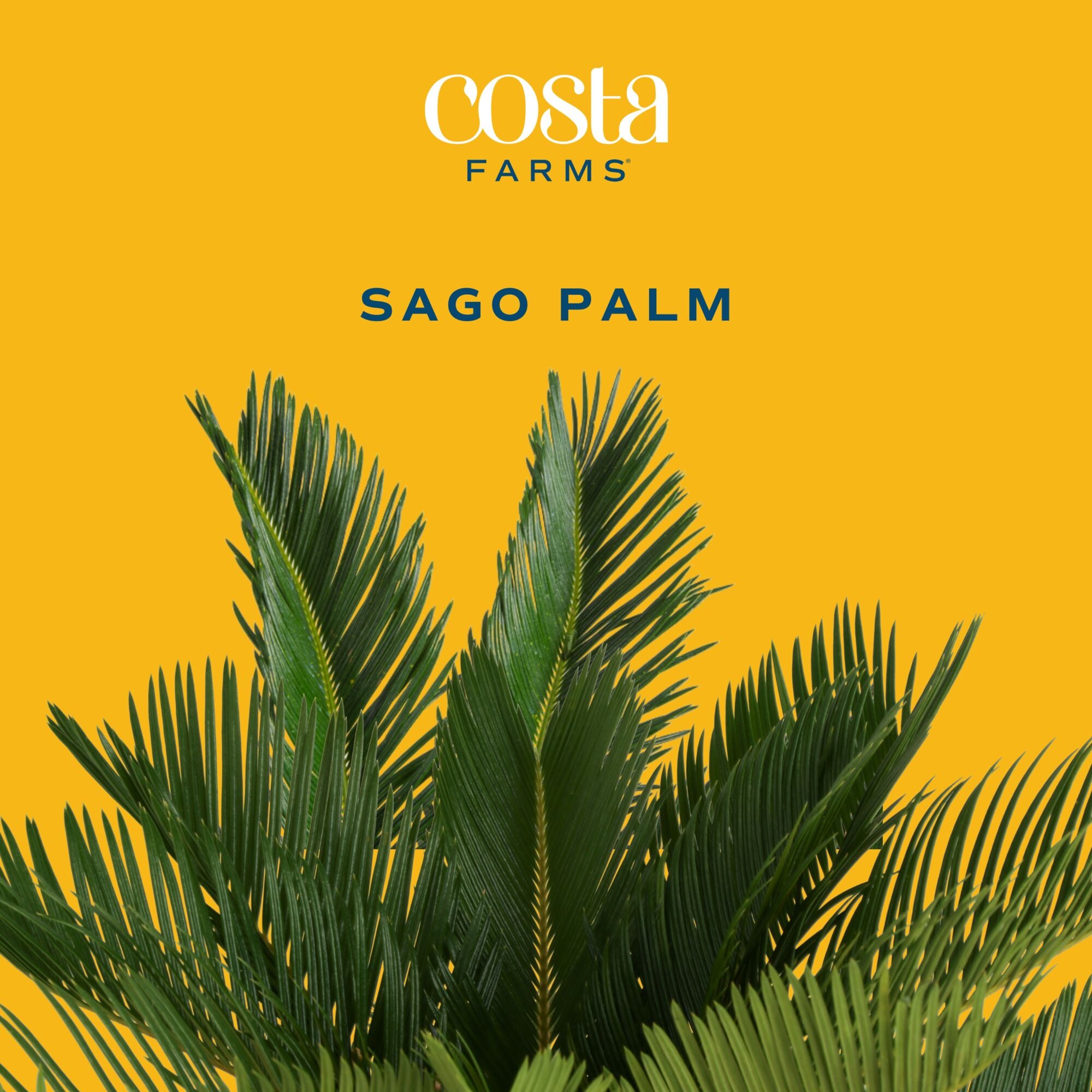 Costa Farms M-SAG-S-BEI-01-LW hseplants - View #4
