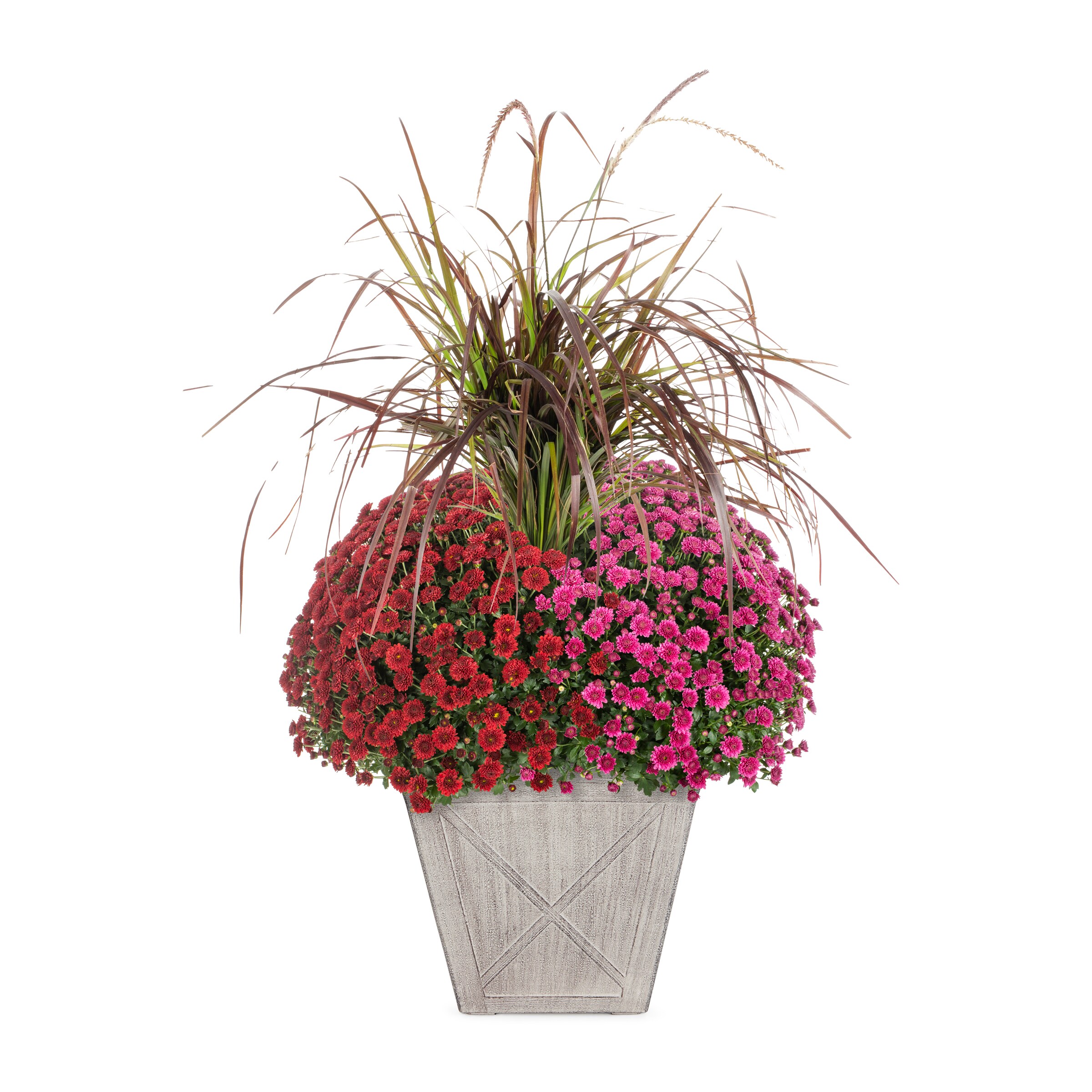 Lowe's 2528654 Multicolor Mum in 5.9 Gallon(s) Planter 1 -Pack