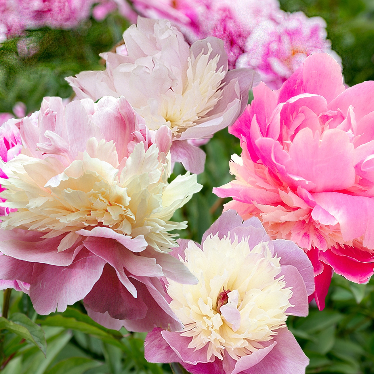 Peony Seeds - 15 Seeds - Mixed Colors, Great for Bonsai, Container or  Outdoor Growing 