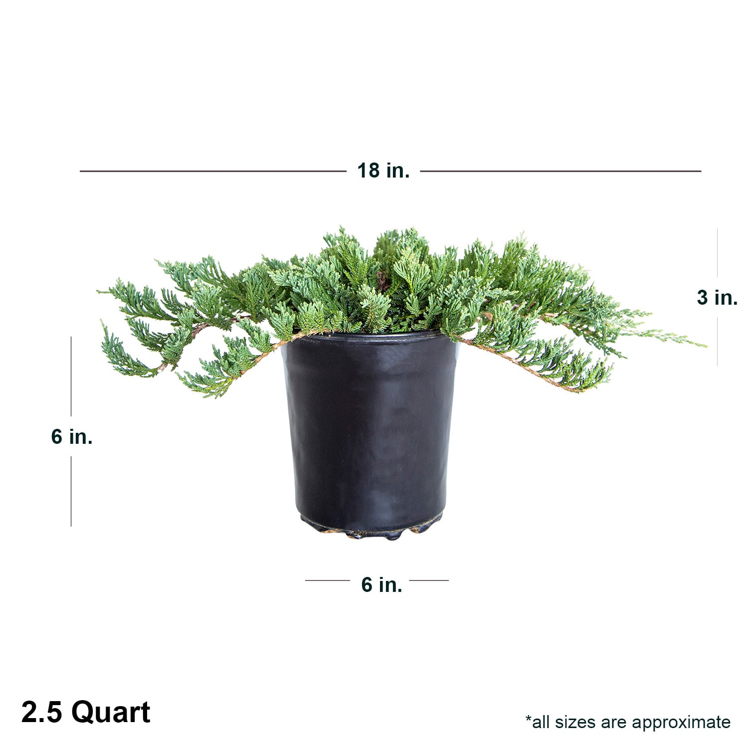 Flowerwood 3465Q-2 shrubs - View #5