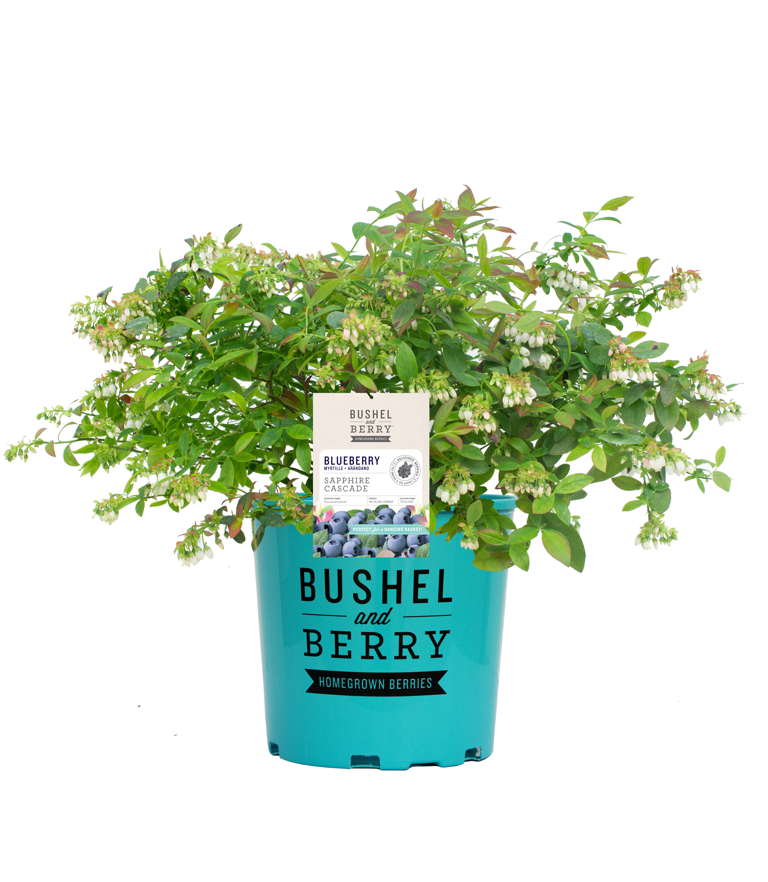 National Plant Network LW1667 Blueberry Accent Shrub in 1 -Gallon Pot 1 -Pack with White Blooms