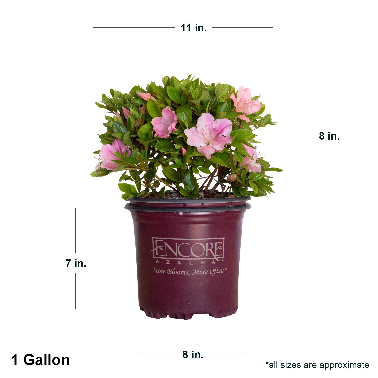 Encore Azalea 80621-1 shrubs - View #3