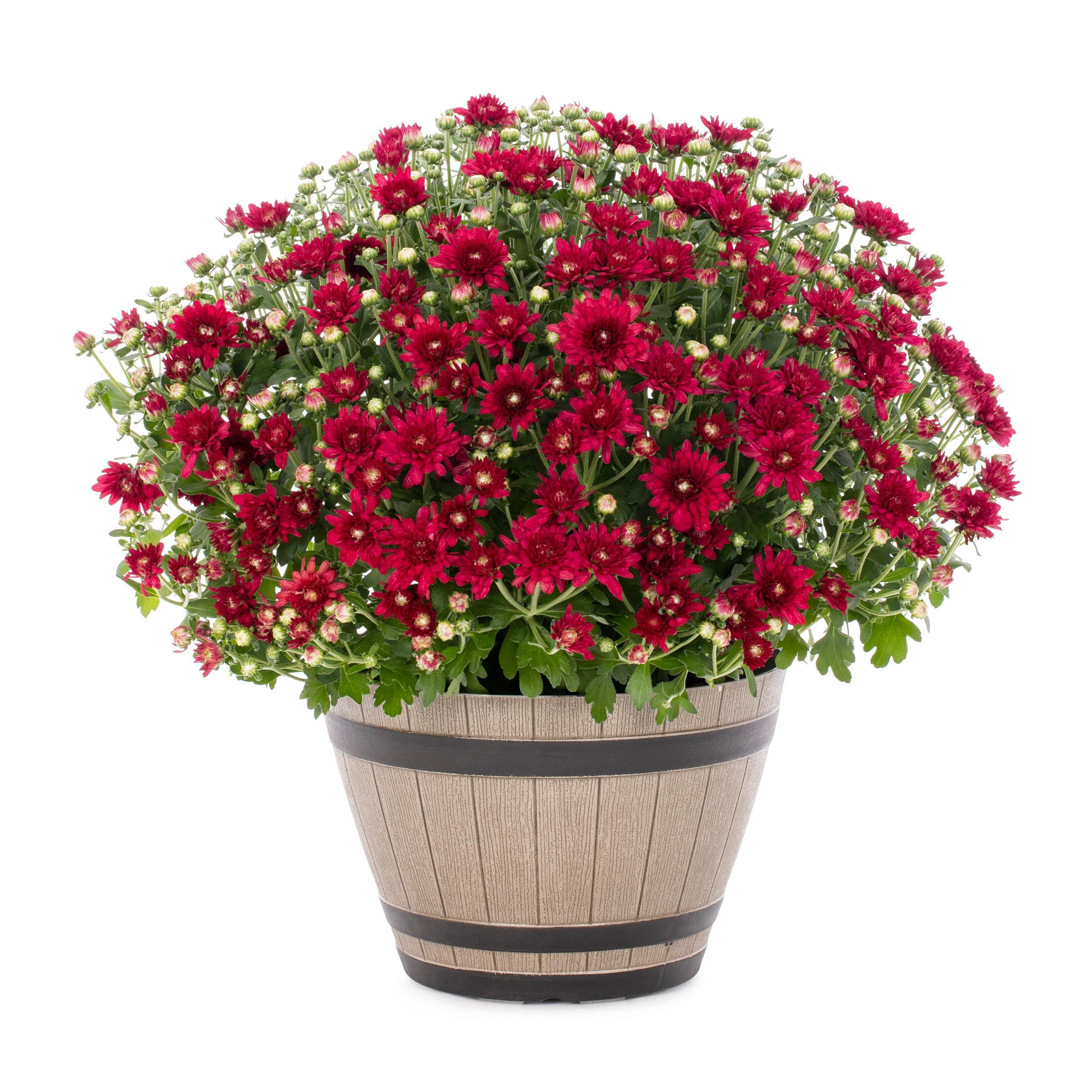 Lowe's Red Mum in 1.15-Gallon Planter in the Annuals department at ...