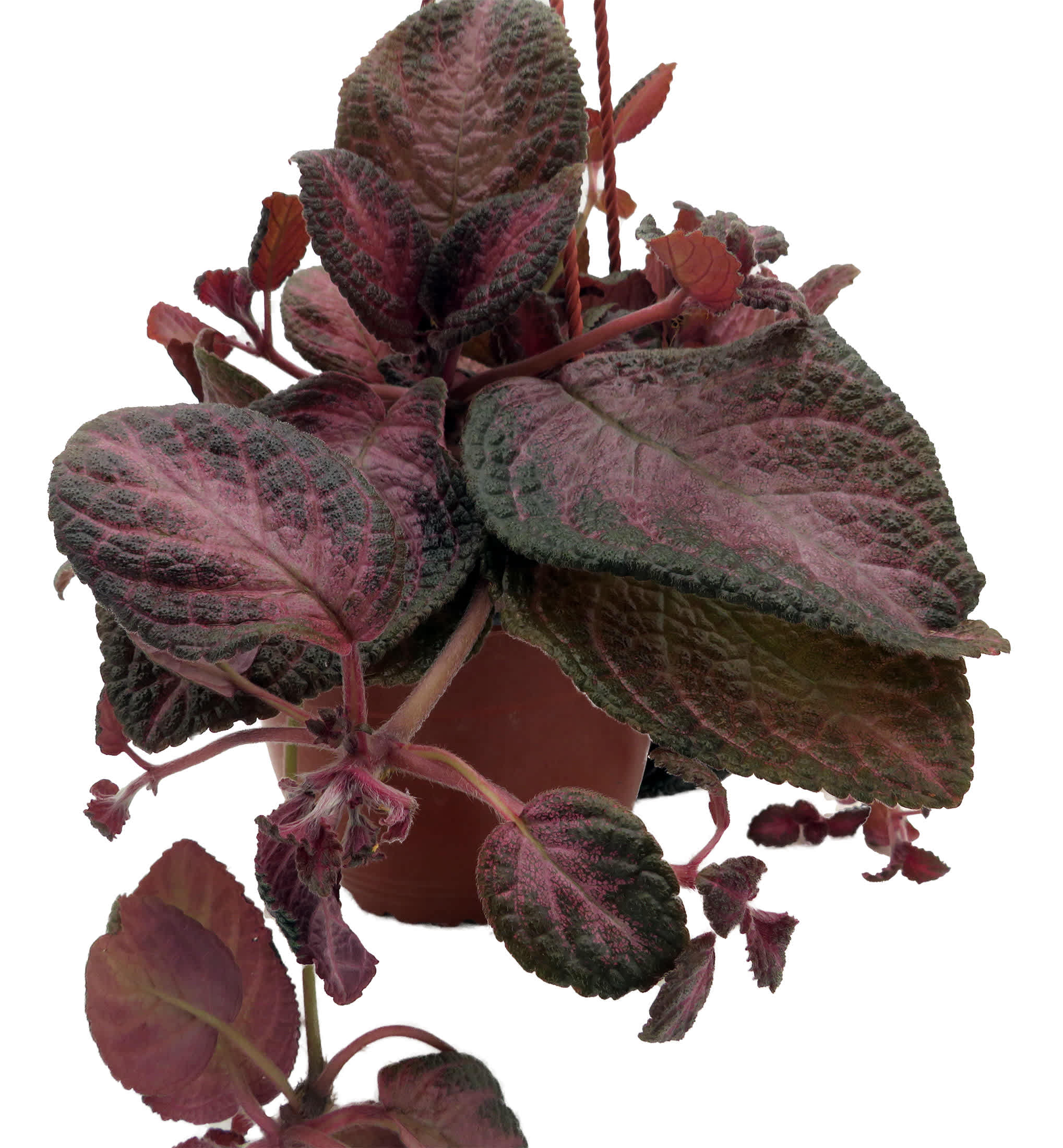 Hirt's Gardens Purple Rain Flame Violet - Episcia - 6 inch Hanging