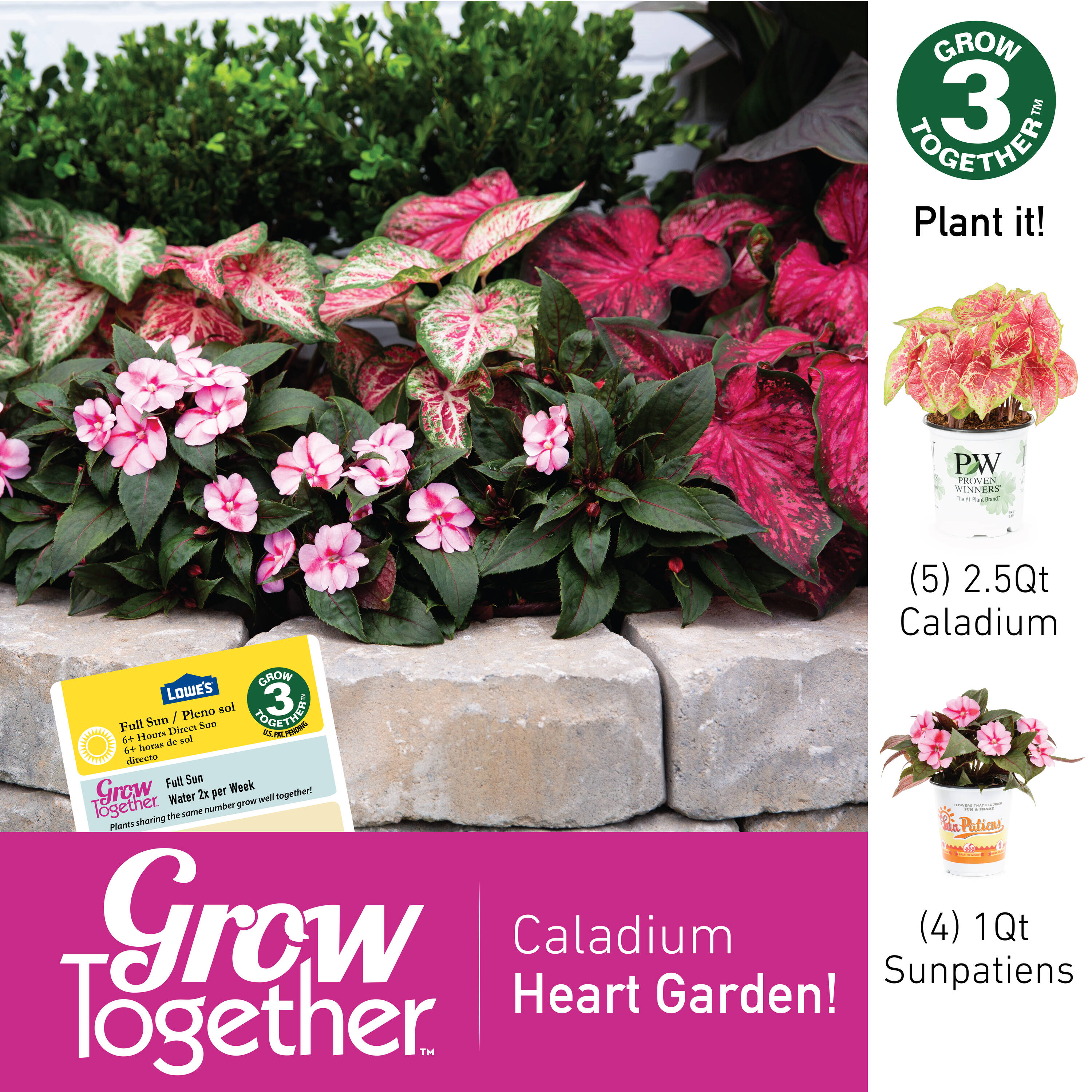 Proven Winners 5199249 annuals - View #3