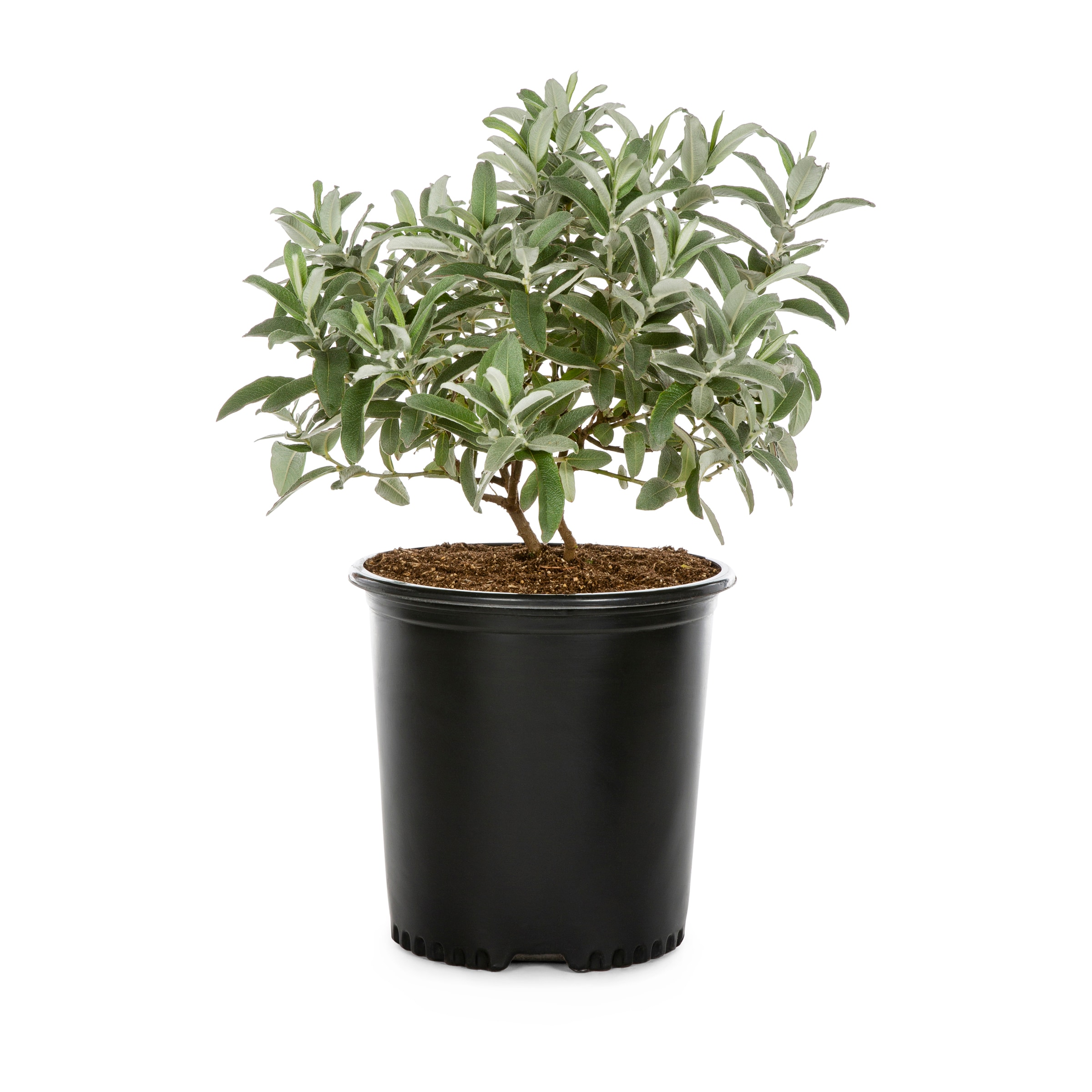 Lowe's 820103 -Gallon Shade Assorted Willows In pot (with soil)