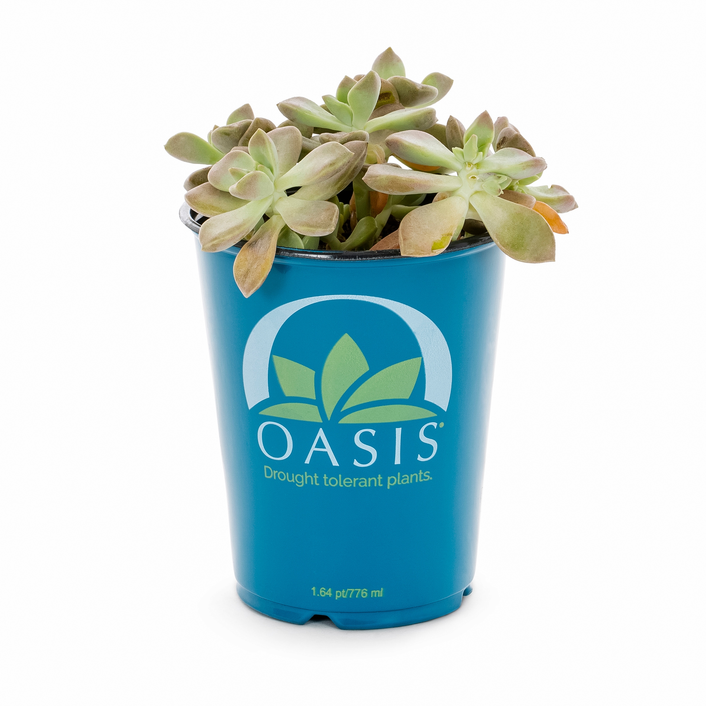 Lowe's 937381 Cacti-Succulents - View #13