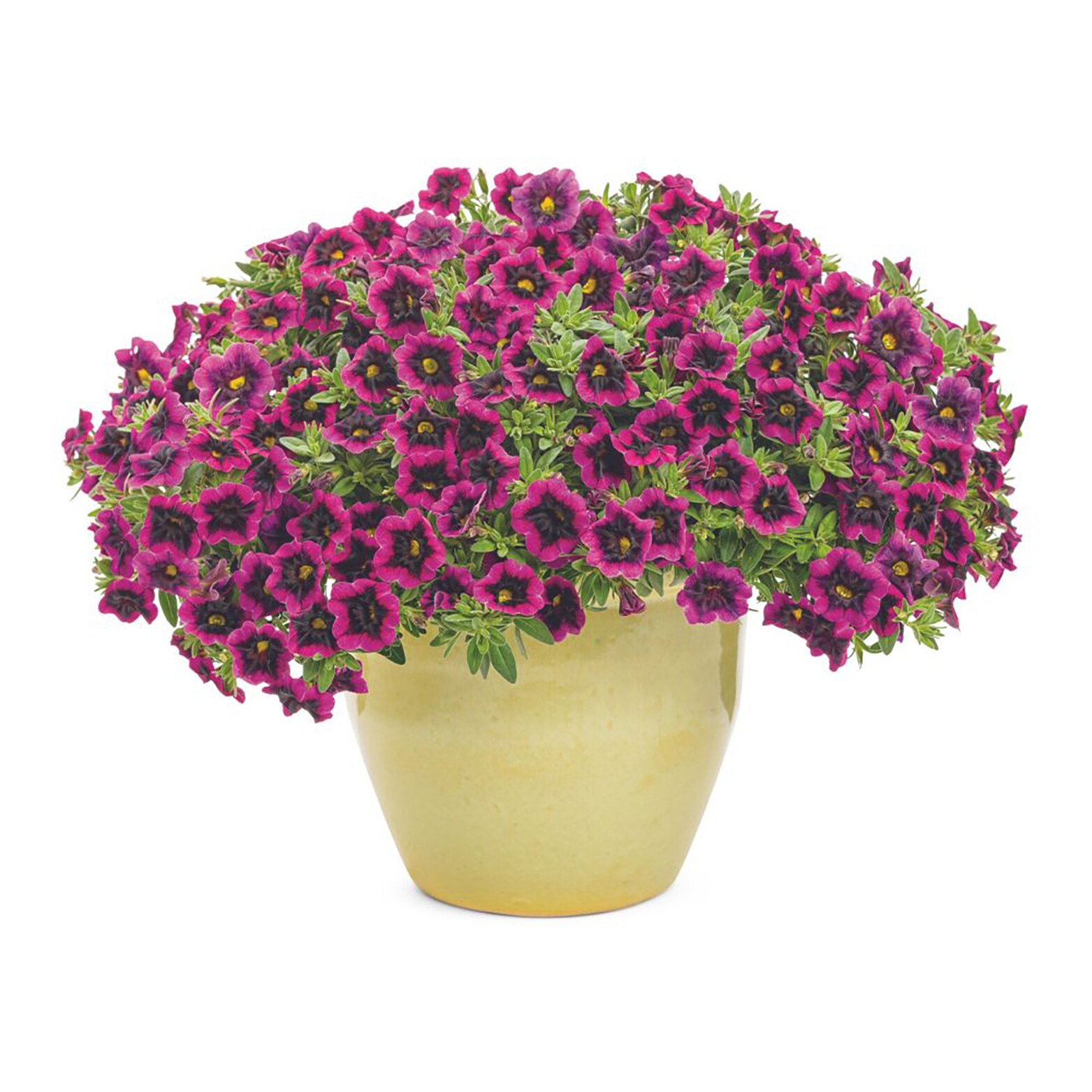 Proven Winners BELPRW3107504 annuals - View #5