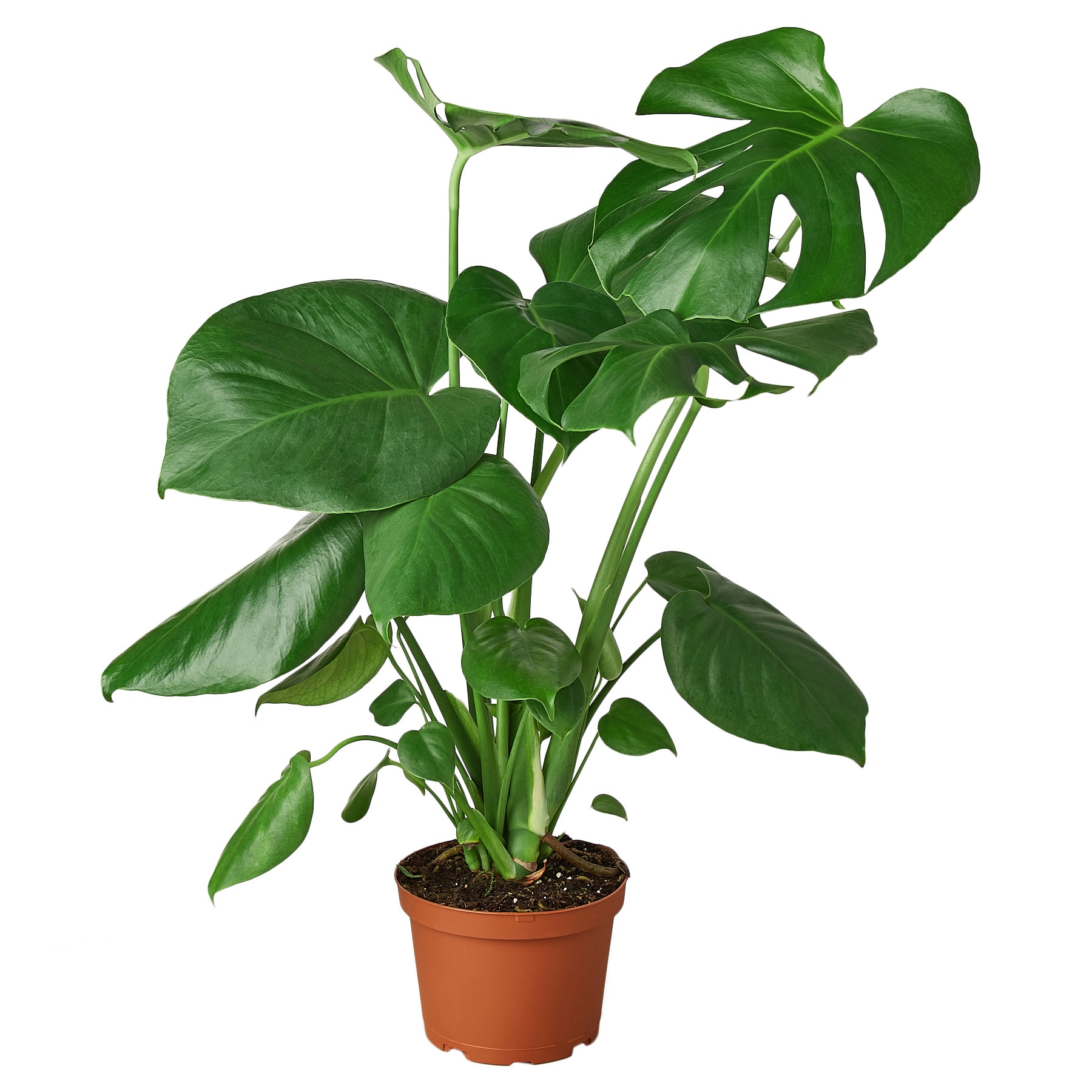 Split Leaf House Plants at Lowes.com