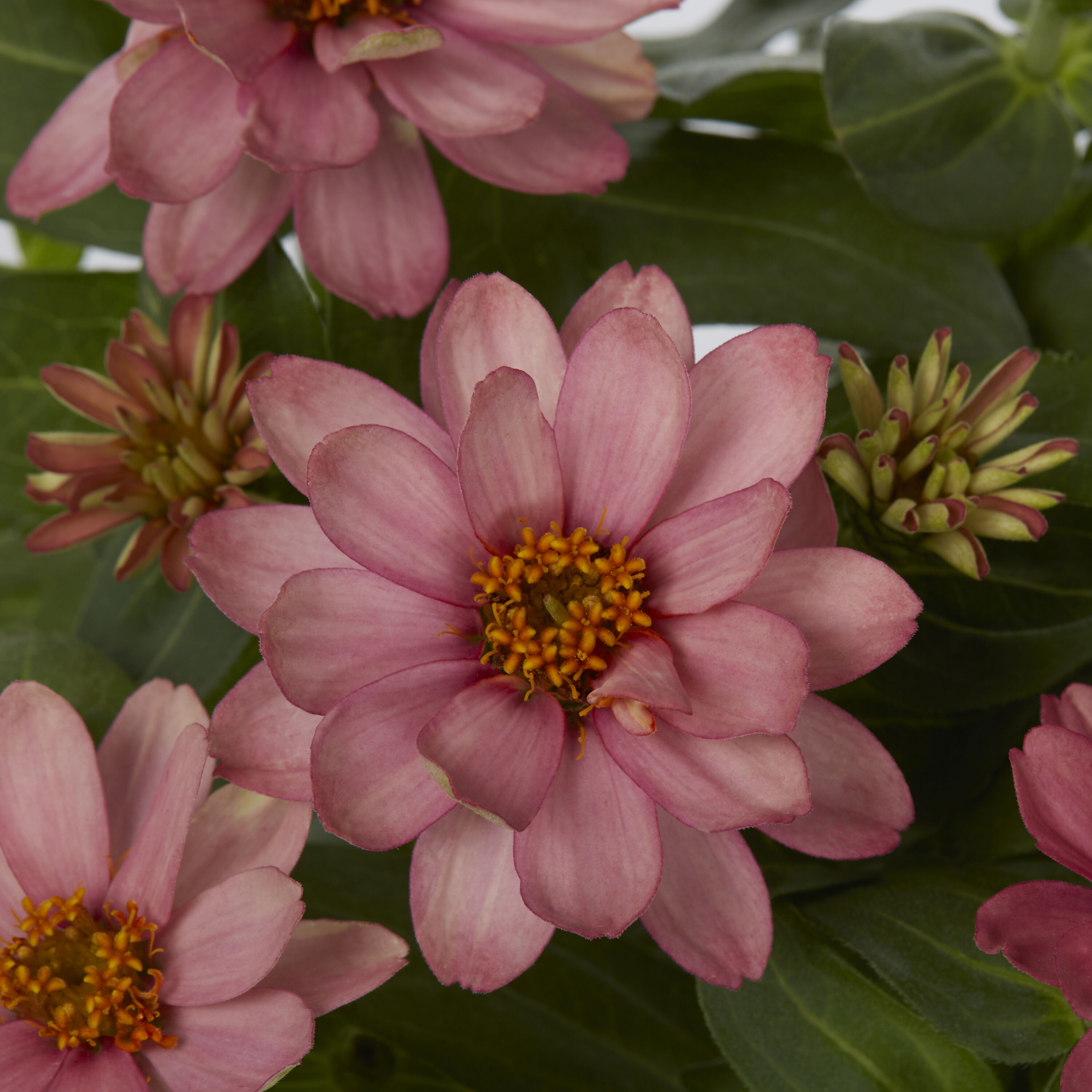 Lowe's 922764 annuals - View #2