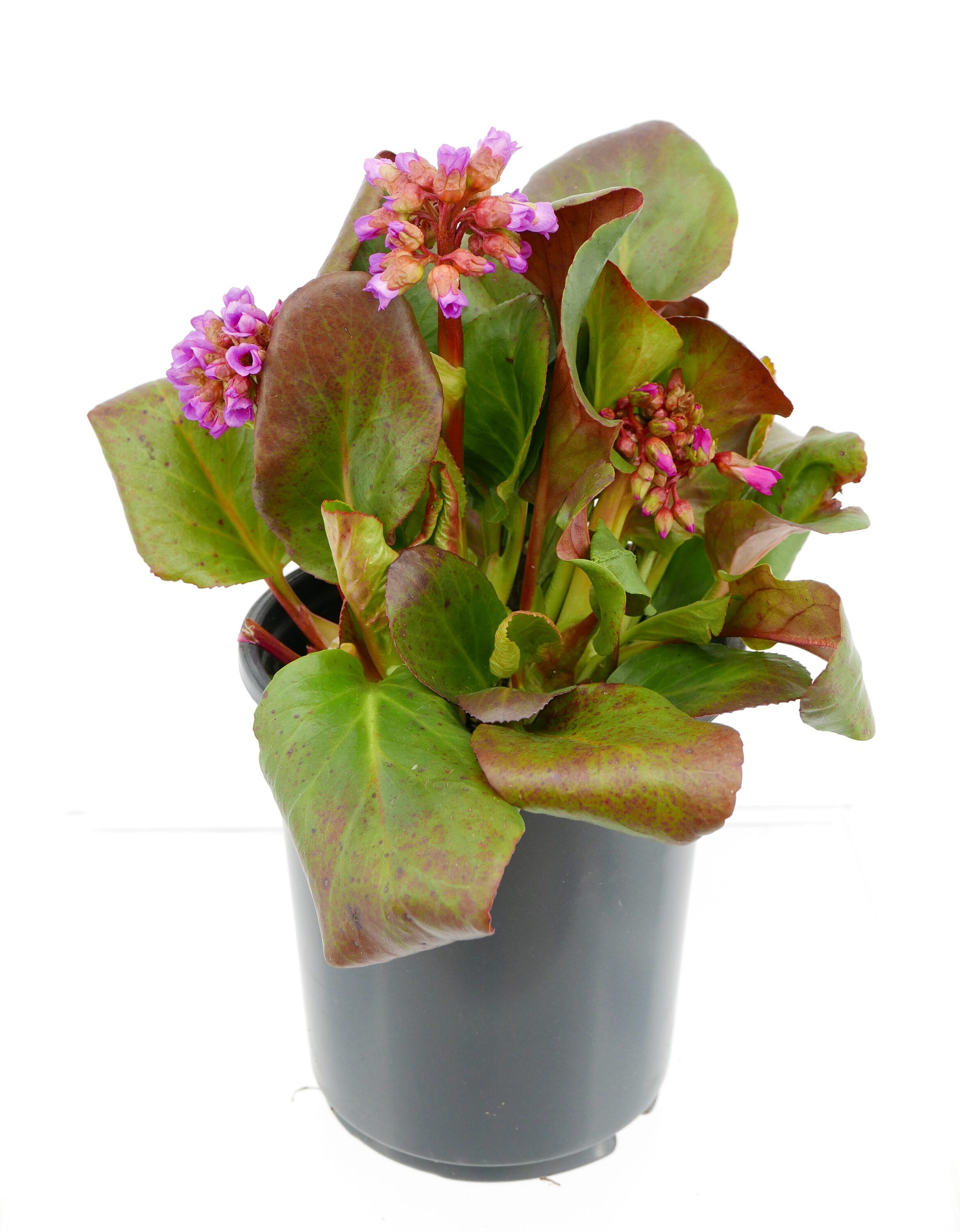 2.5 -Quart Pink Bergenia 1 -Pack - Low Maintenance