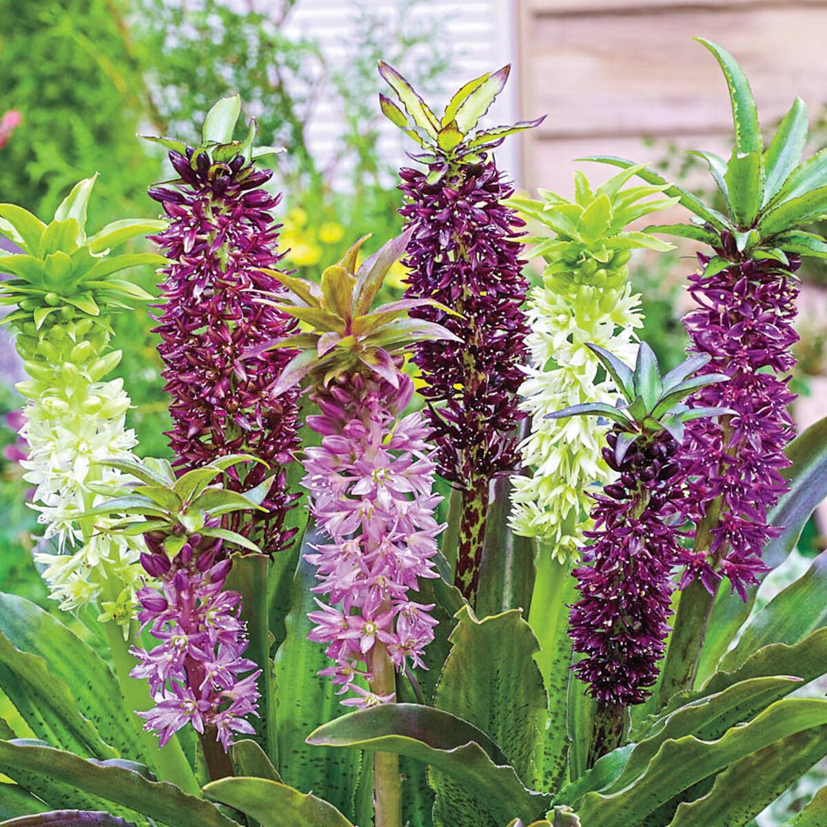 Multicolor Flowering Pineapple Lily Bulb Mix with Green Leaves