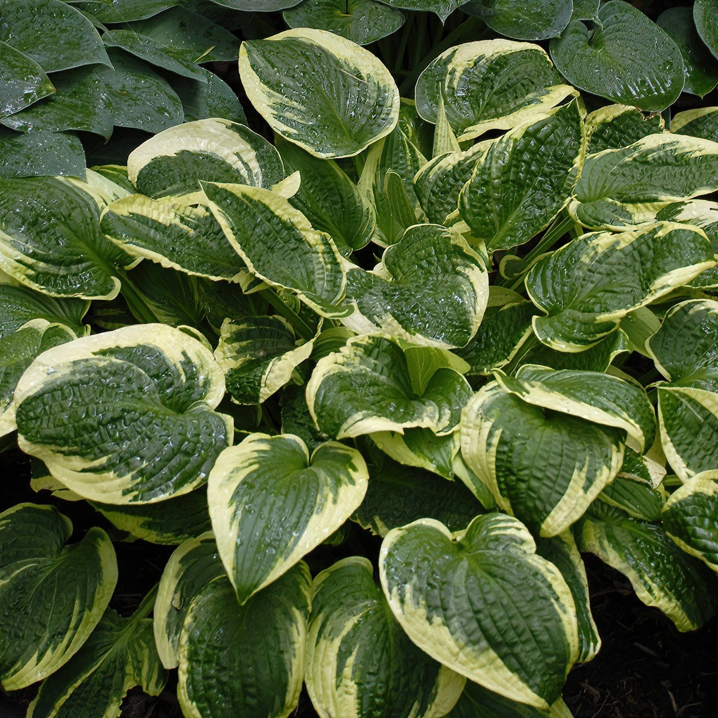 National Plant Network LW2617 perennials - View #2