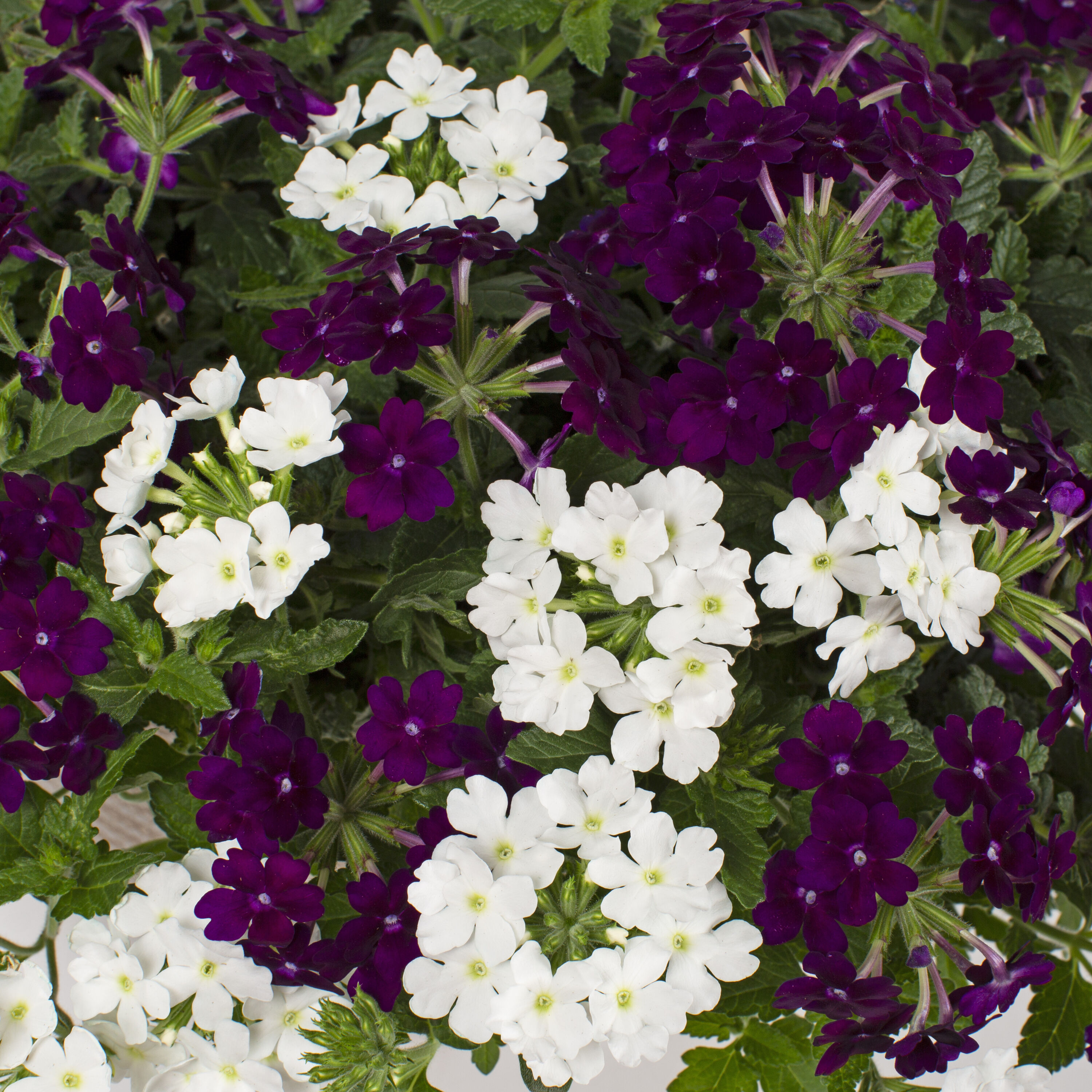 Lowe's 157456 annuals - View #5