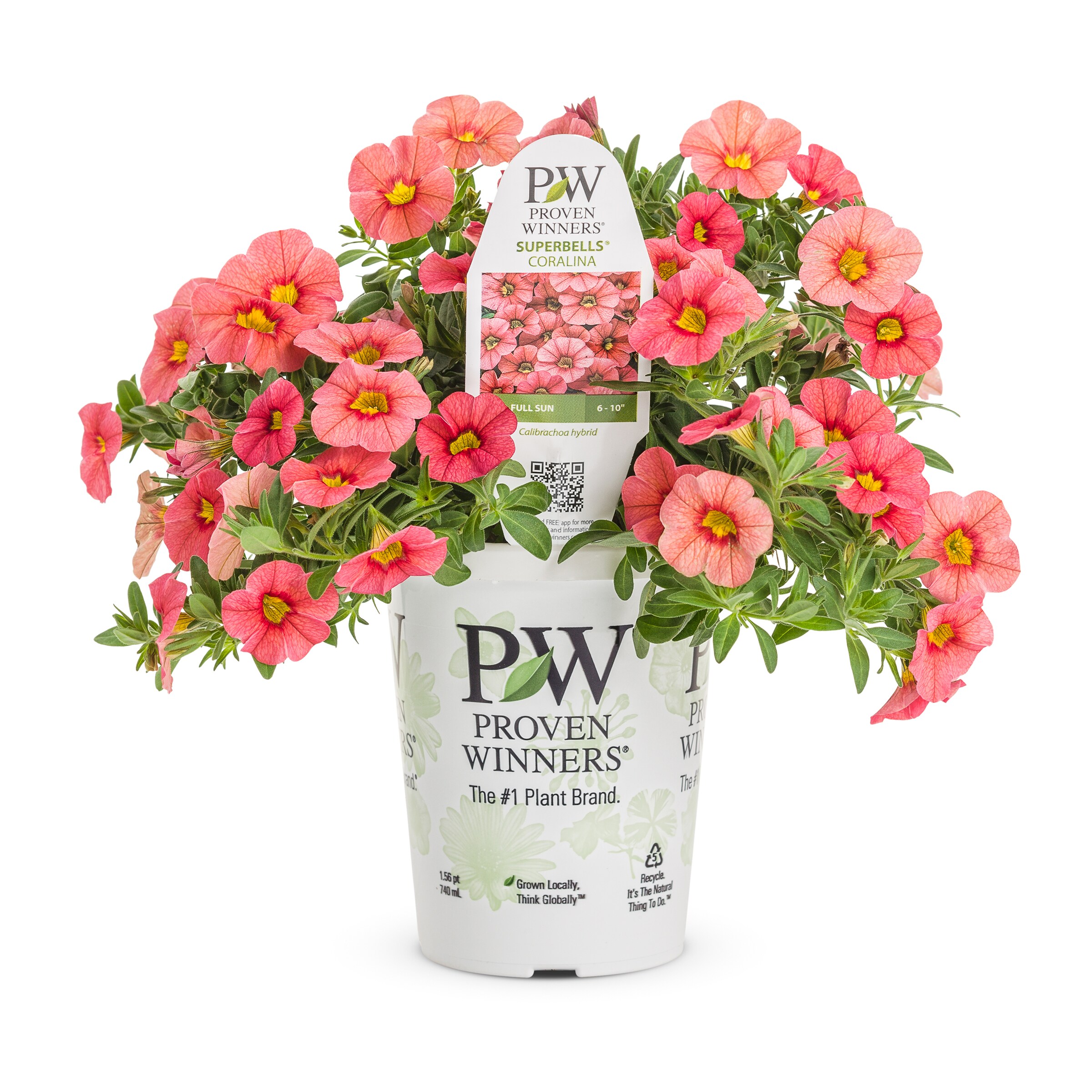 Proven Winners 5199046 annuals - View #2