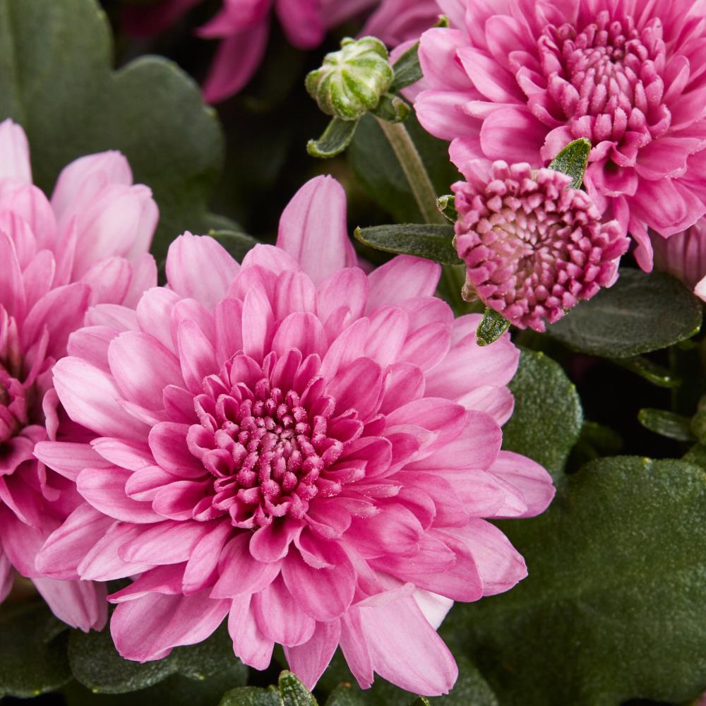 Lowe's NURSERY annuals - View #2