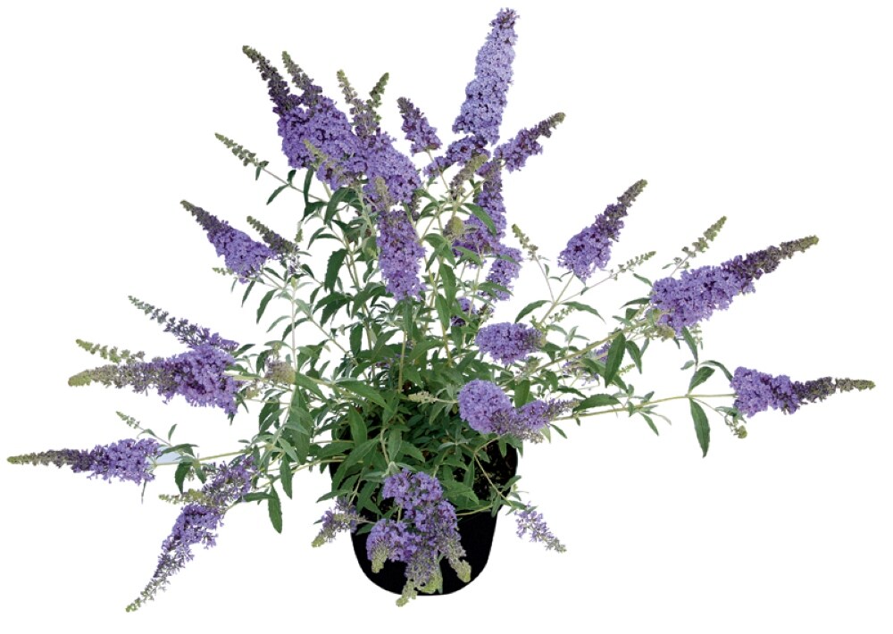 Monrovia Blue Butterfly Bush Plant in 1-Gallon Pot 2759044 at Lowes.com