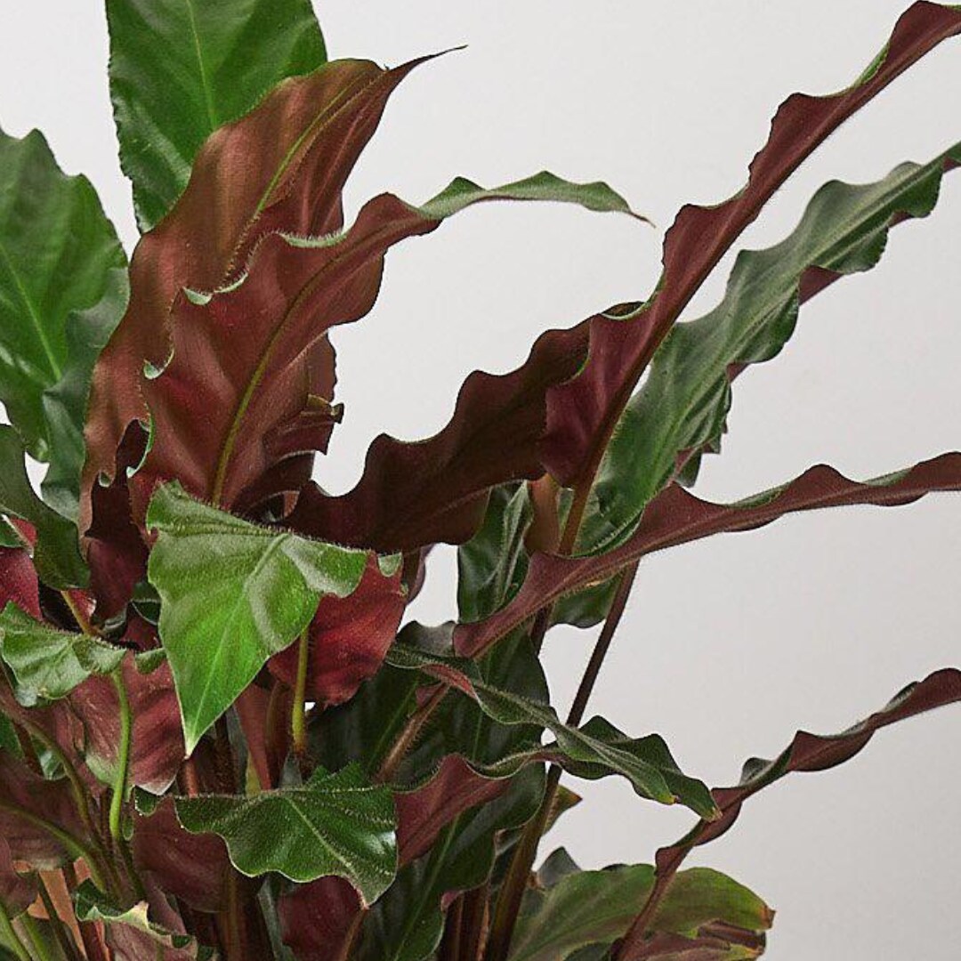 House Plant Shop 6-CALATHEA-FURRY hseplants - View #3