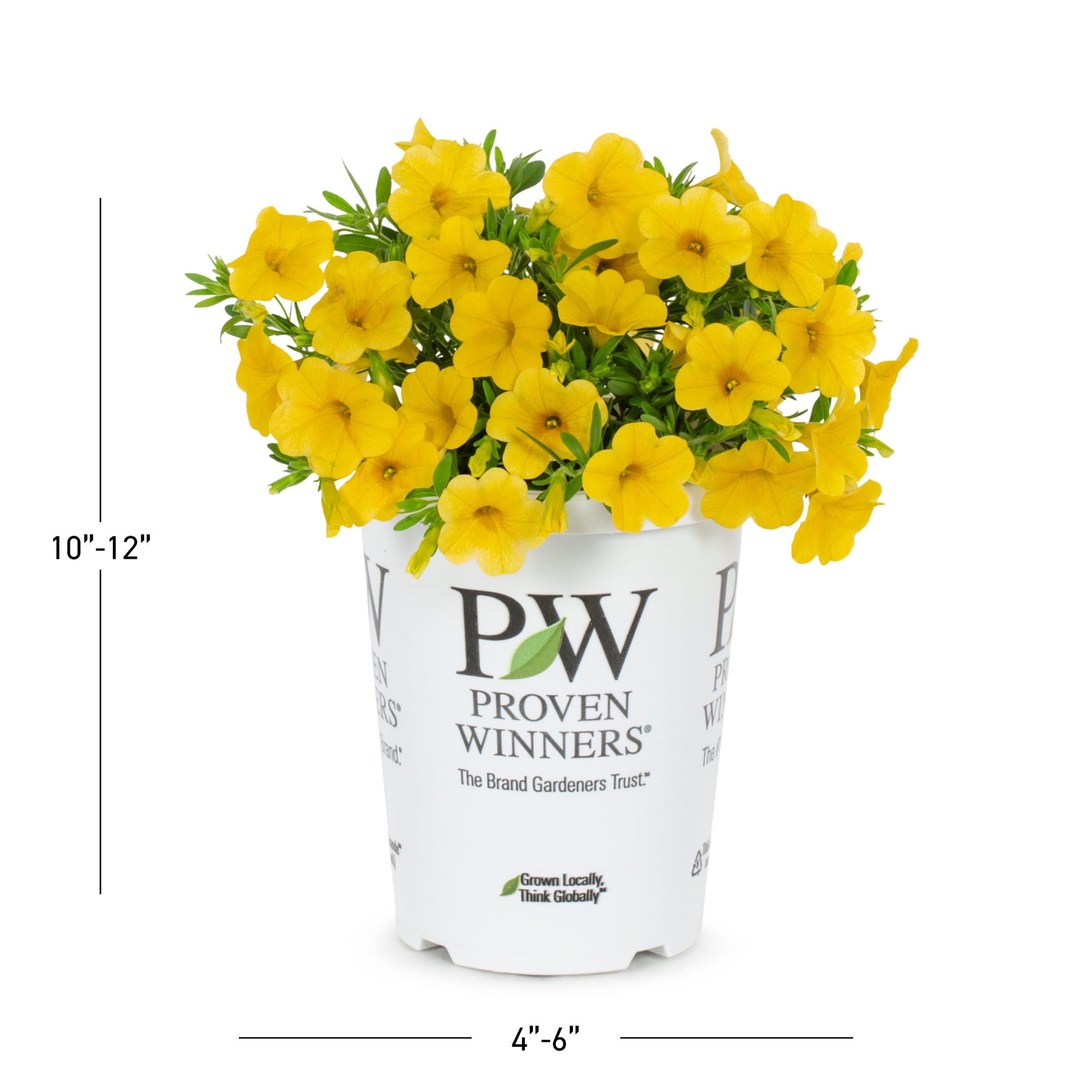Lowe's NURSERY annuals - View #3