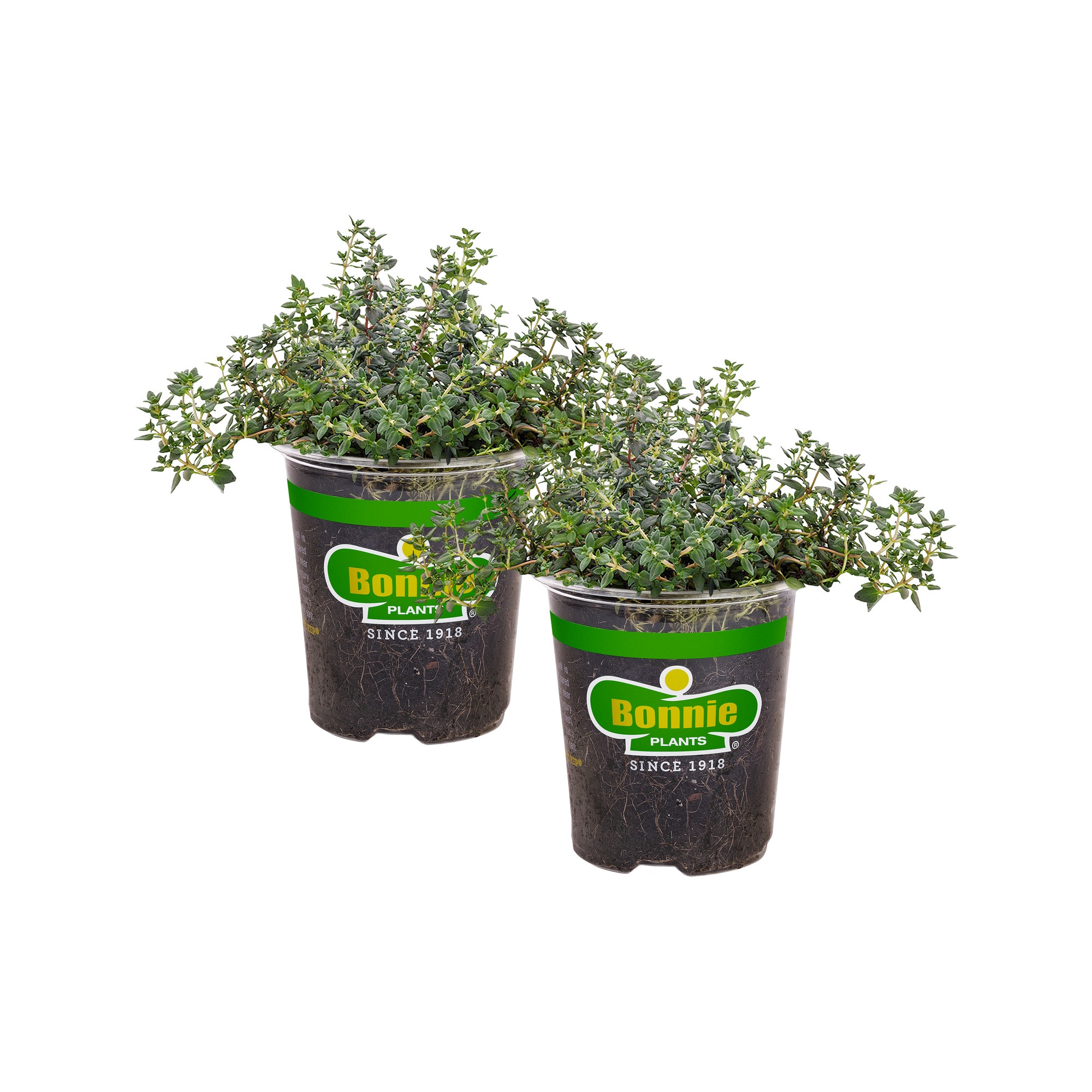 Plants Outdoor & Gardening Lot of 2 Sage Herbs English Thyme Thymus ...