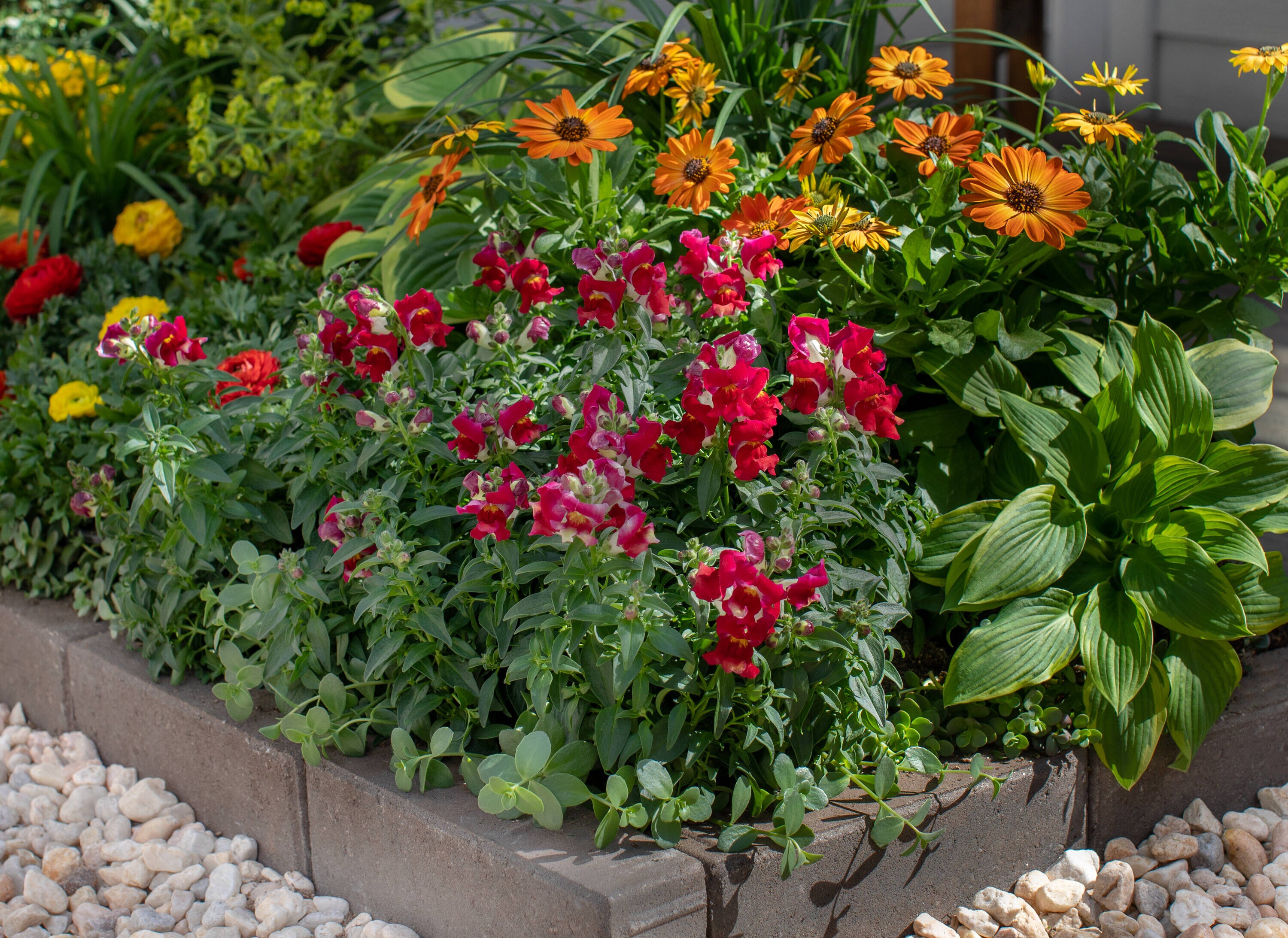 Monrovia 4829 annuals - View #4