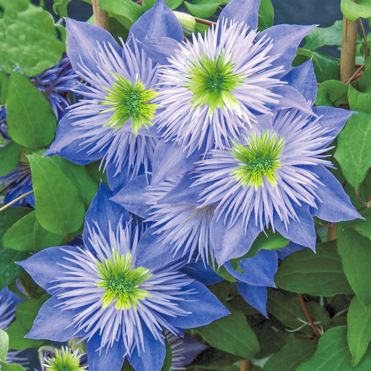 Vines Bloom Color Family Multicolor