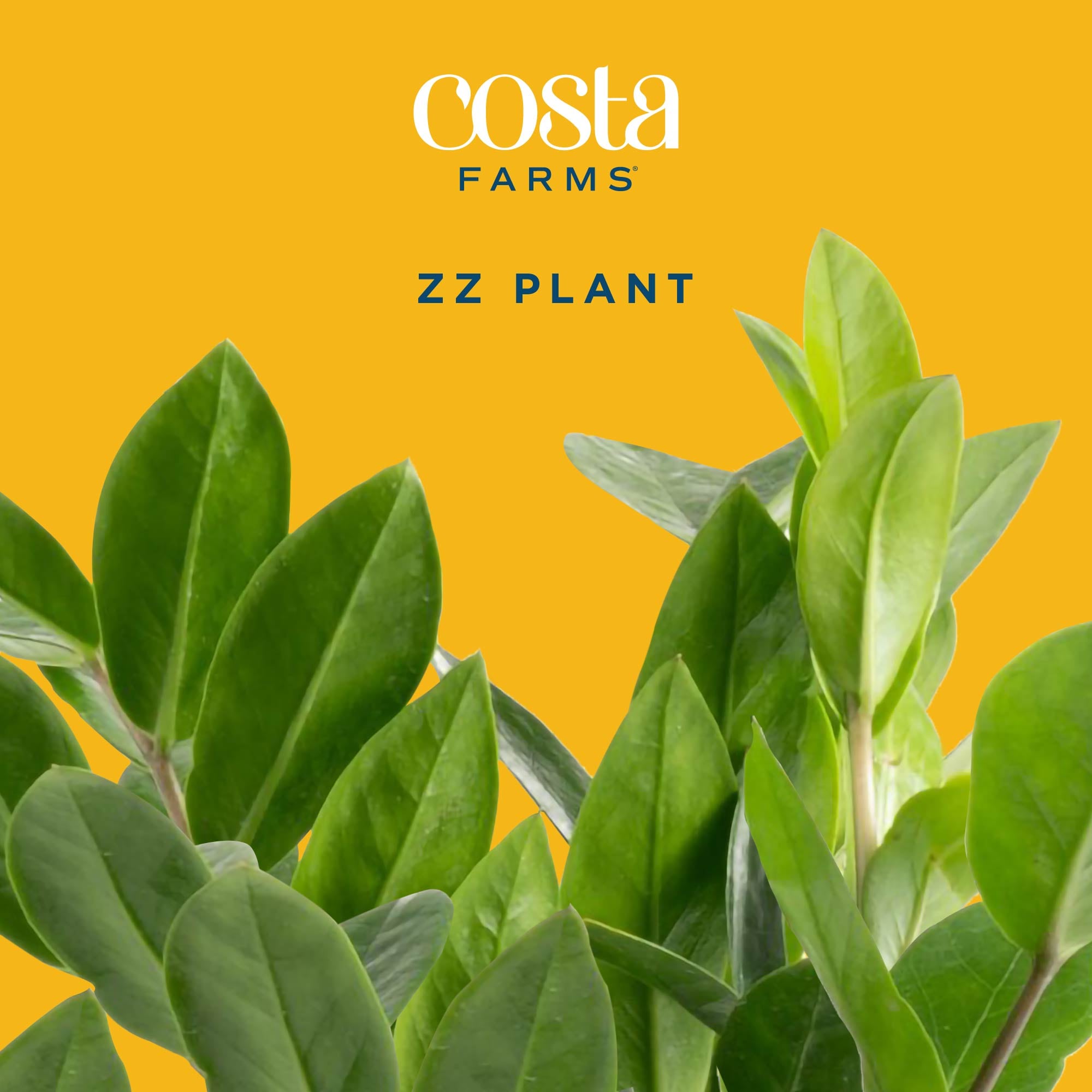 Costa Farms L-GZZ-P-BEI-01-LW hseplants - View #3