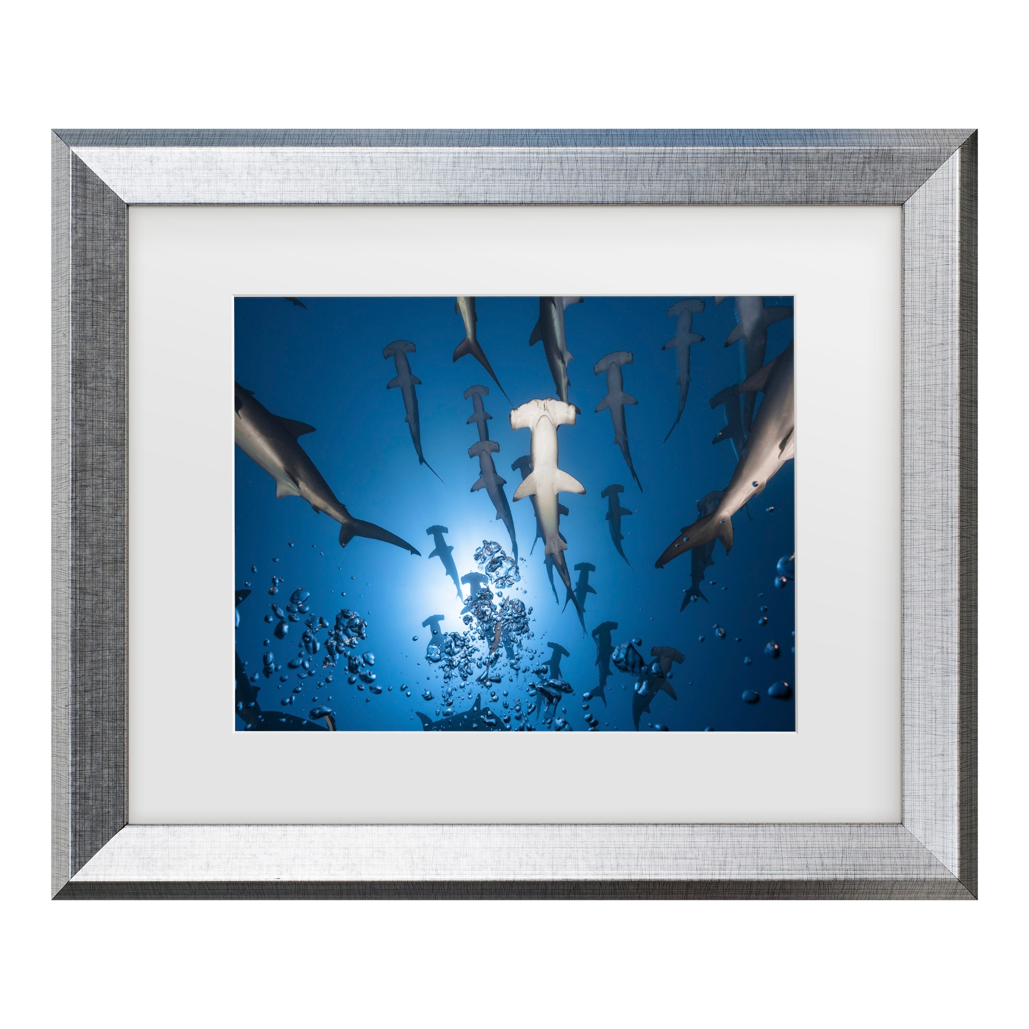Silver Framed Hammerhead Shark Canvas Print for Kids