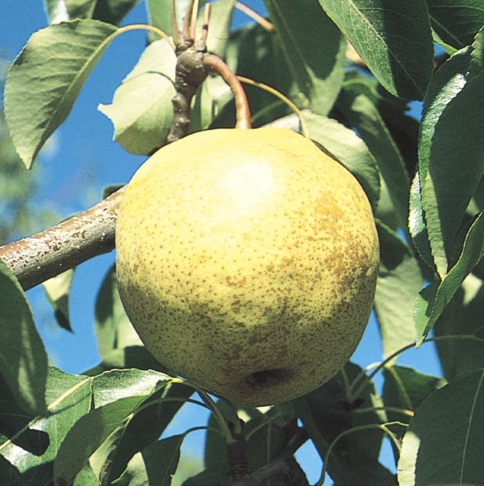 Lowe's NURSERY 1.0 -Pack Pear Plant in Pot Summer to Fall