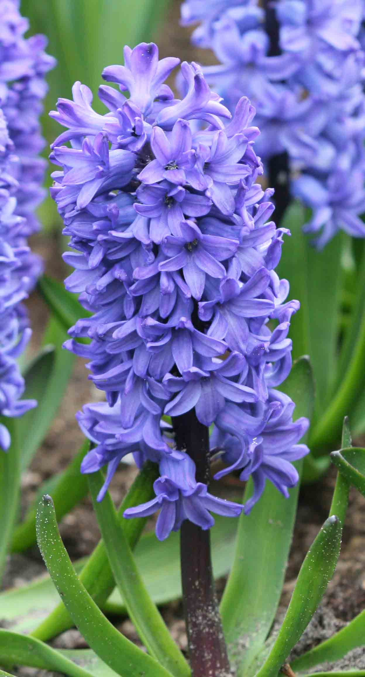  20.23558 Blue Delft Blue Hyacinth Bulbs