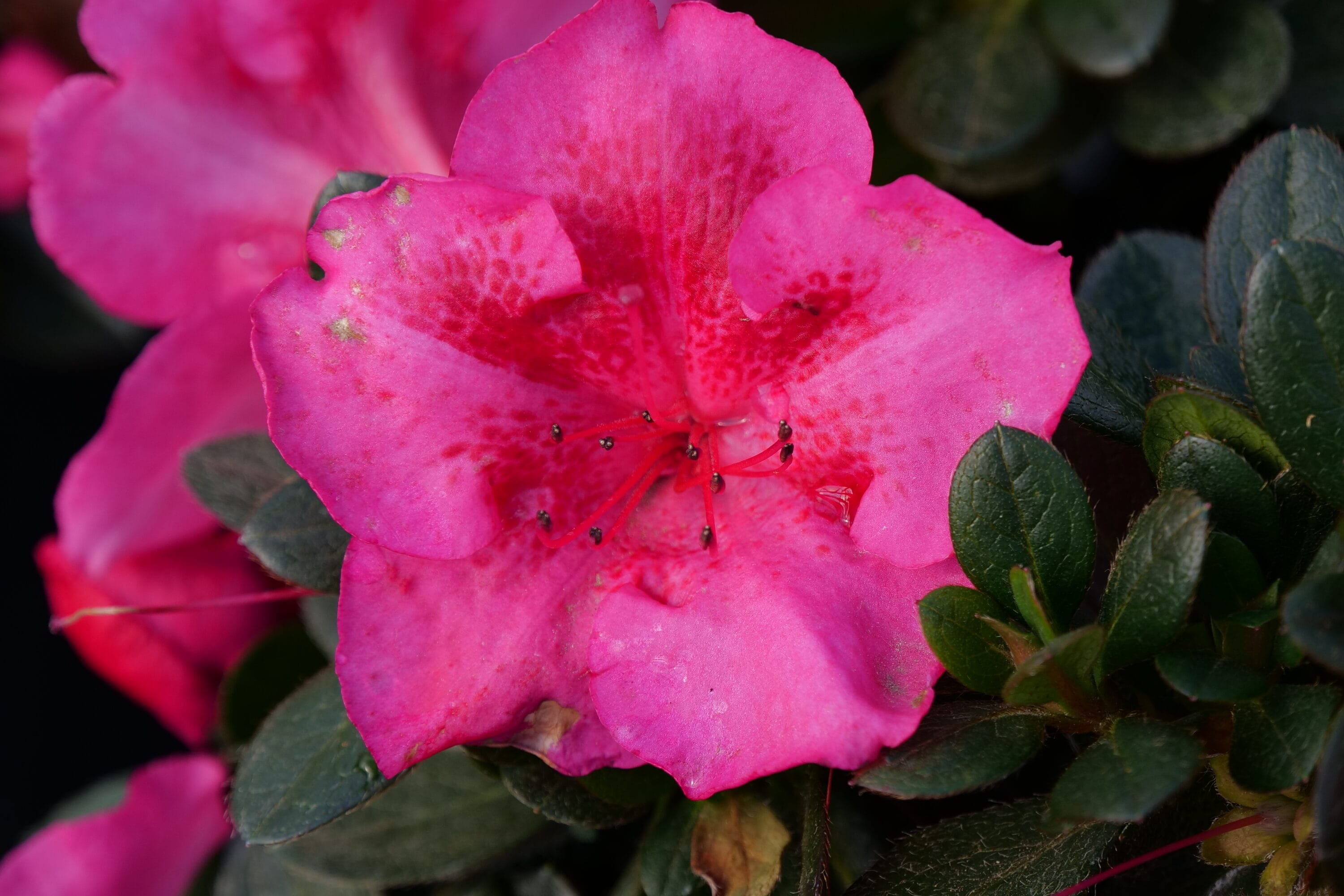 Proven Winners RHOPRC3046101 shrubs - View #4