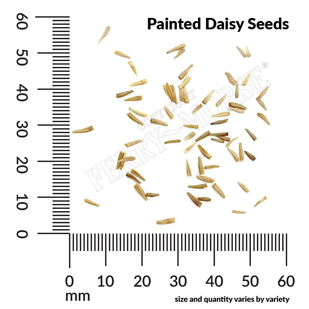Ferry-Morse LC25.5452 seeds - View #4