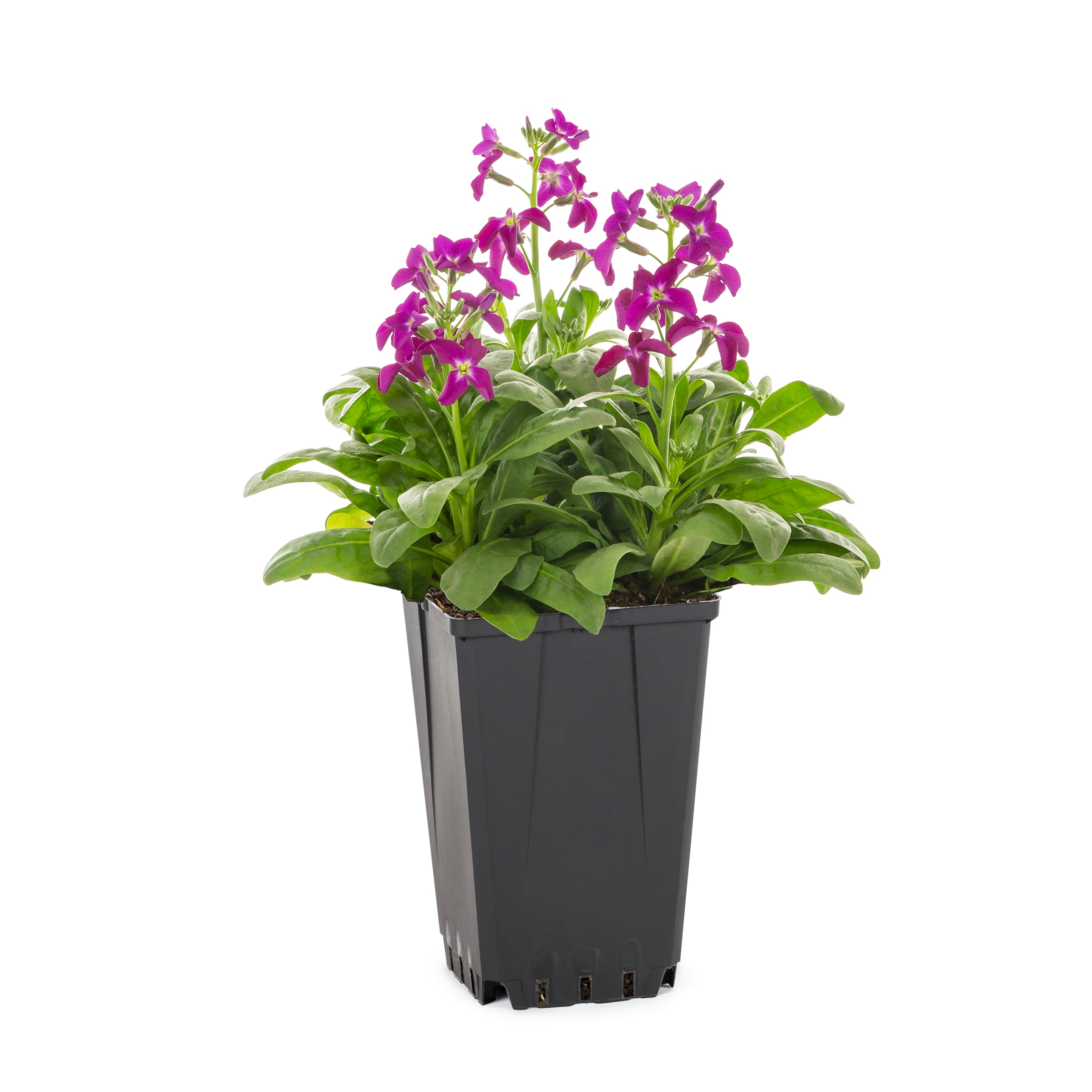 Lowe's 468378 annuals - View #3