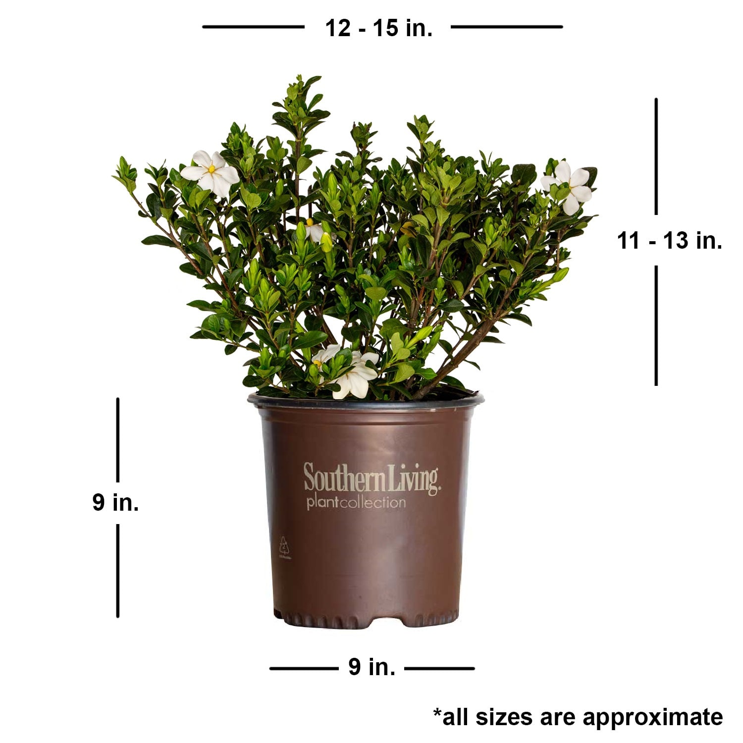 Southern Living Plant Collection 21022-1 shrubs - View #6