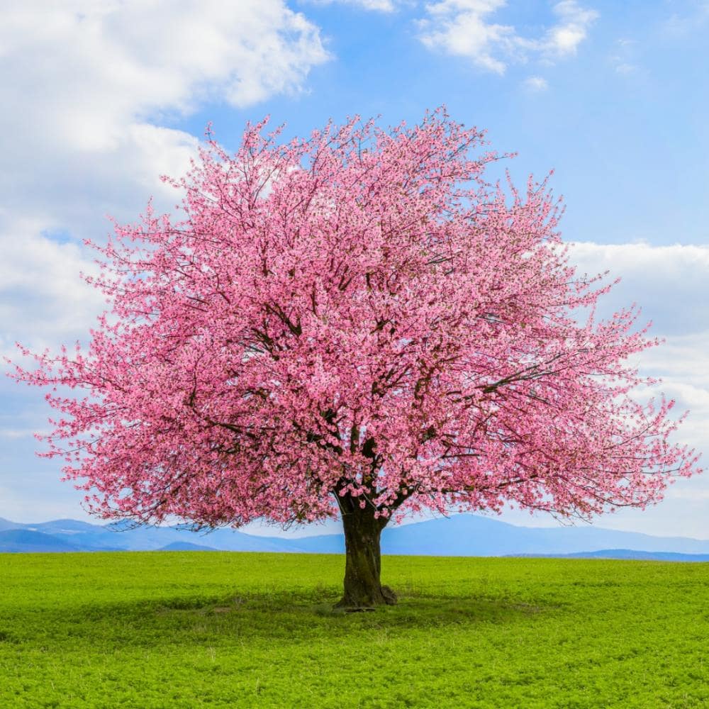 kwanzan cherry tree information